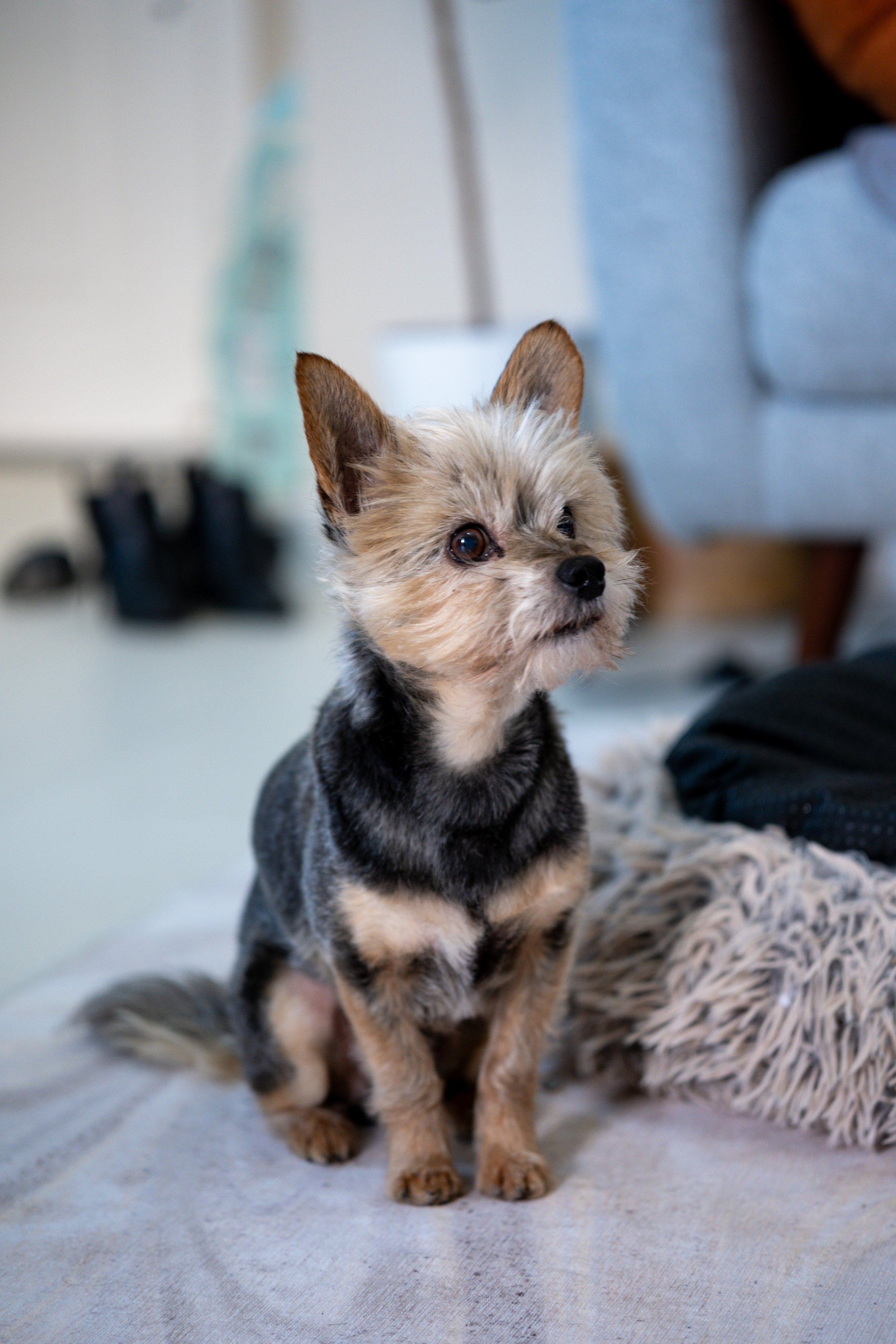 Small mixed-breed dog with tan and black fur sitting indoors on a blanket, looking attentively to the side.