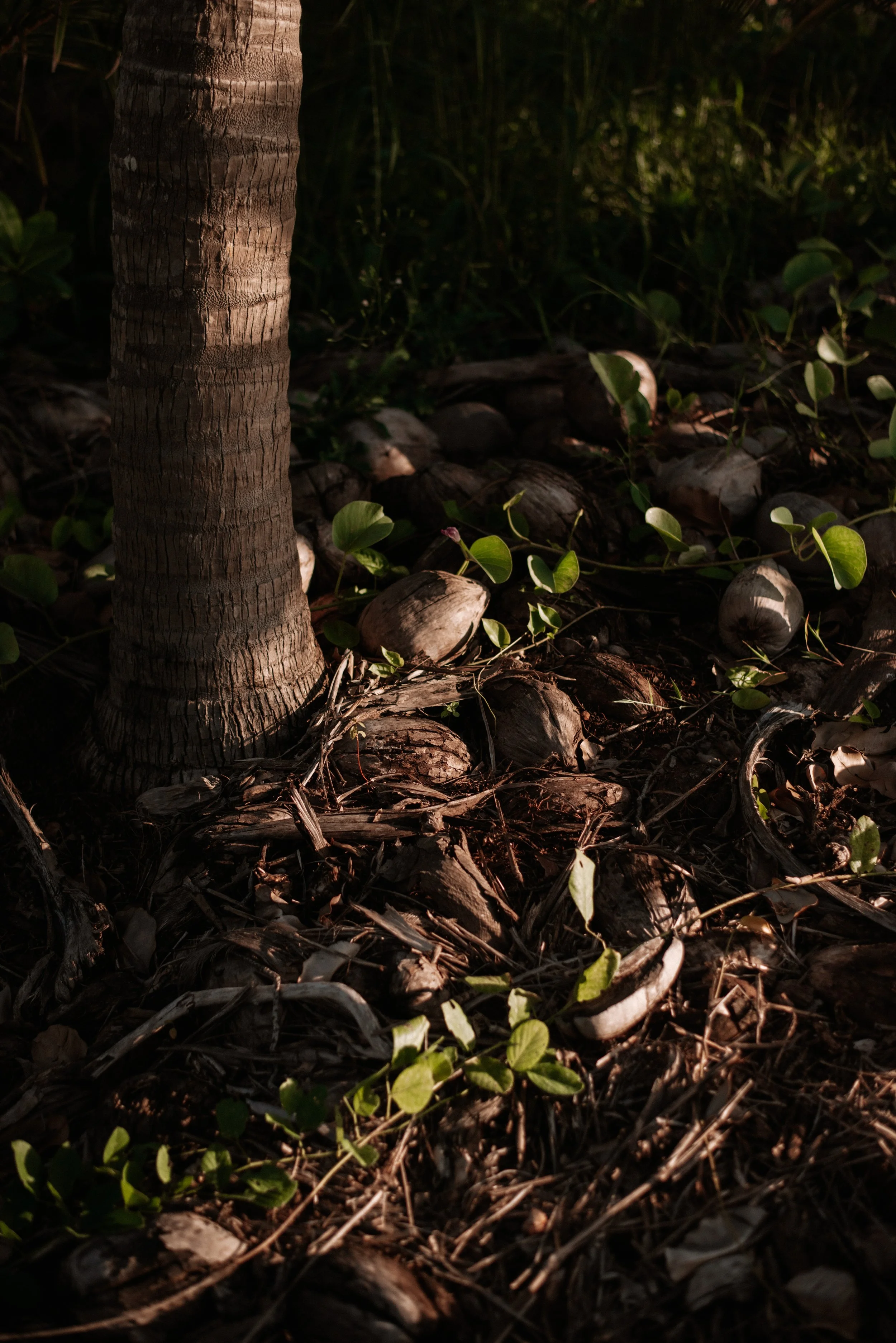 Coconuts and jungle at Jungle Hut in Dundee Beach
