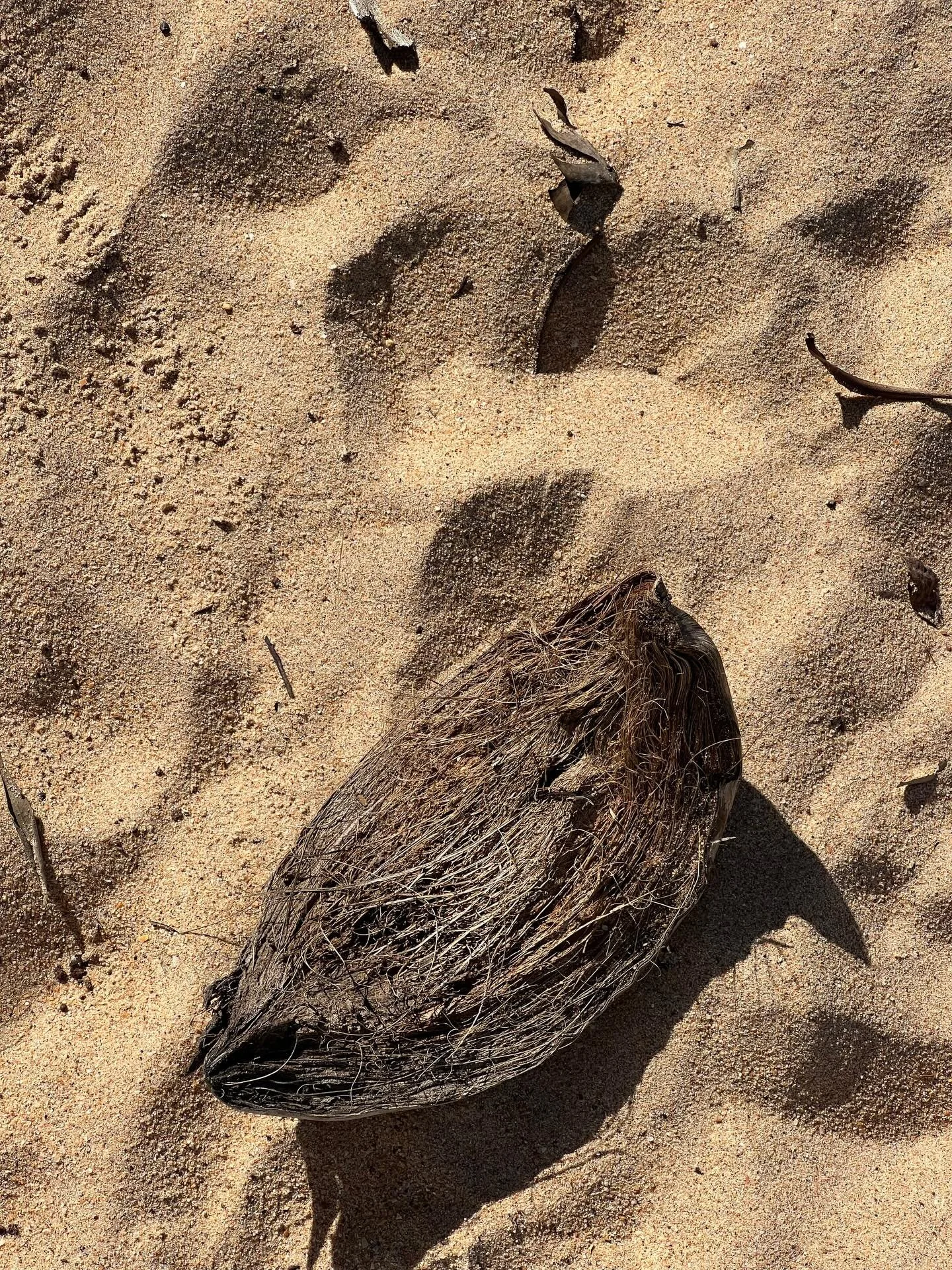 Hues of the top end 👌🏼

#dundeebeach #tropicalaustralia #coconut