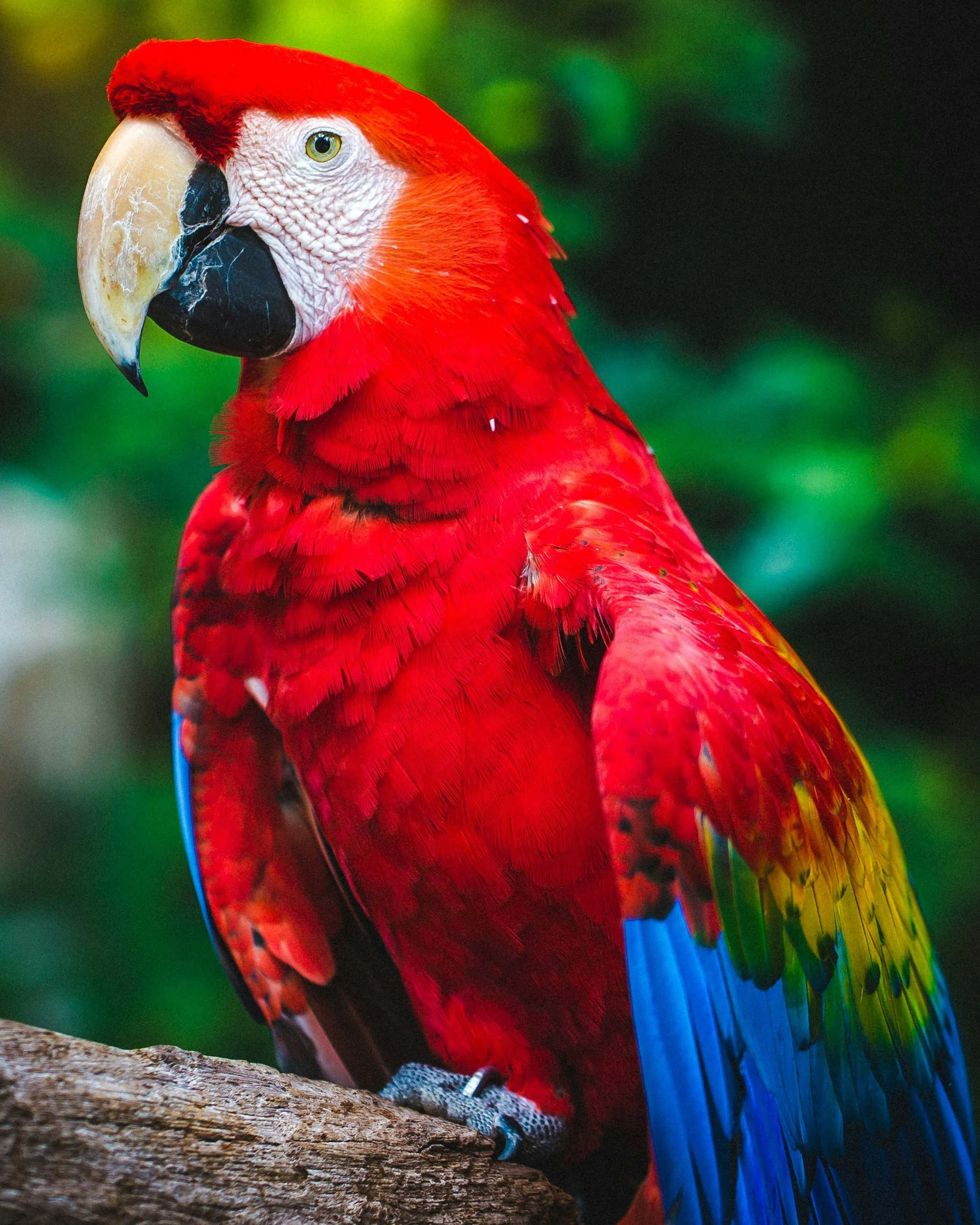Is your AI a stochastic parrot?