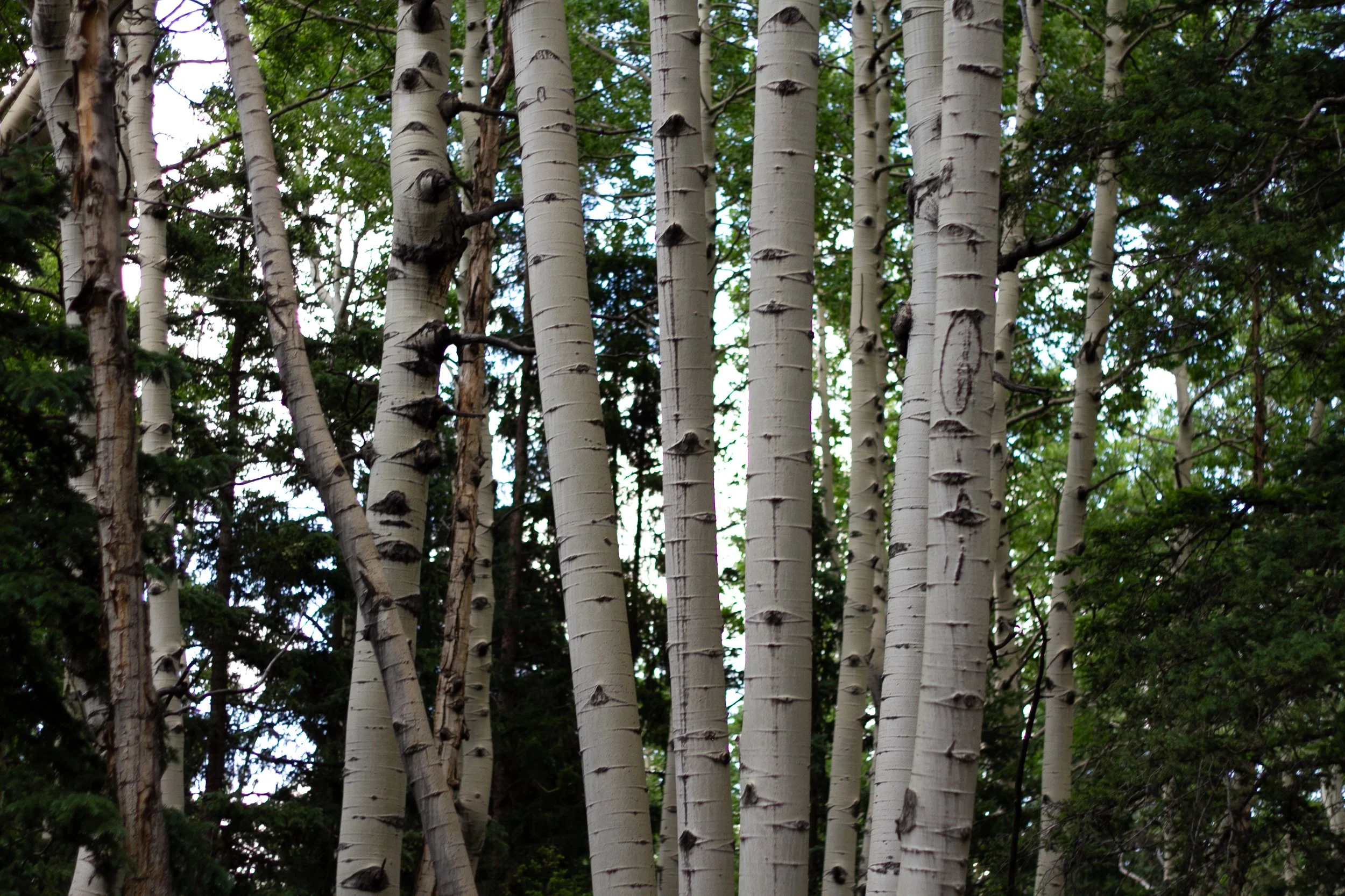 Large Video (roughly 5 minutes)