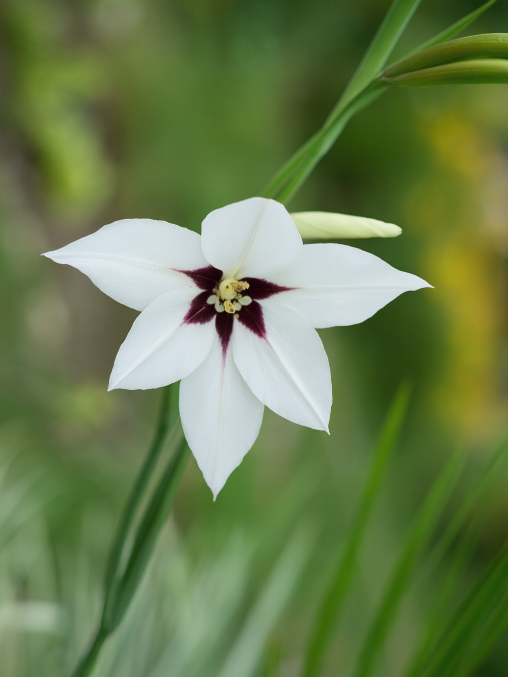 Close-up of a white flower with dark red markings at the center and long pointed petals, surrounded by green leaves and stems.