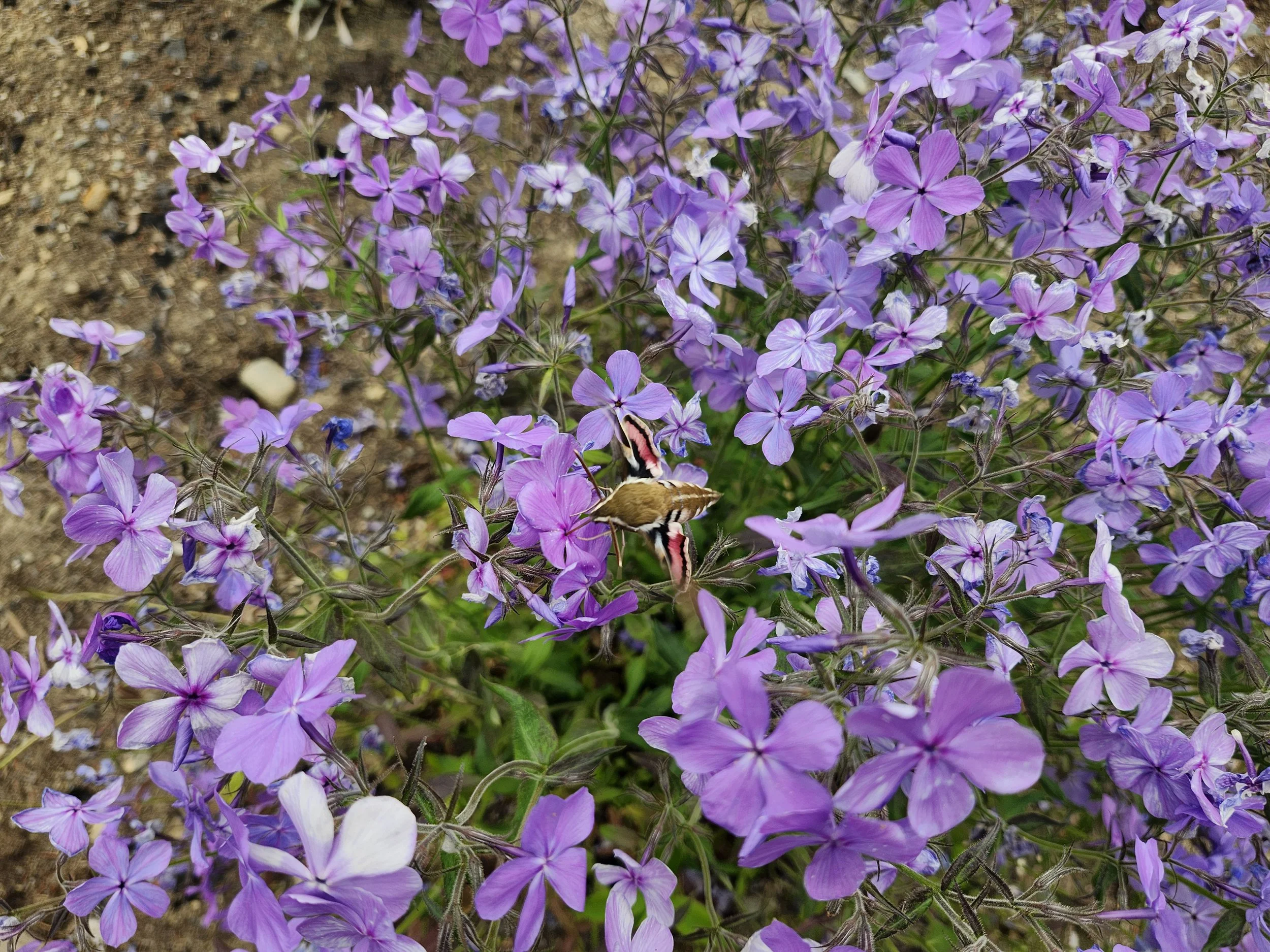 A butterfly with brown, white, and pink markings perched on purple flowers in a garden.