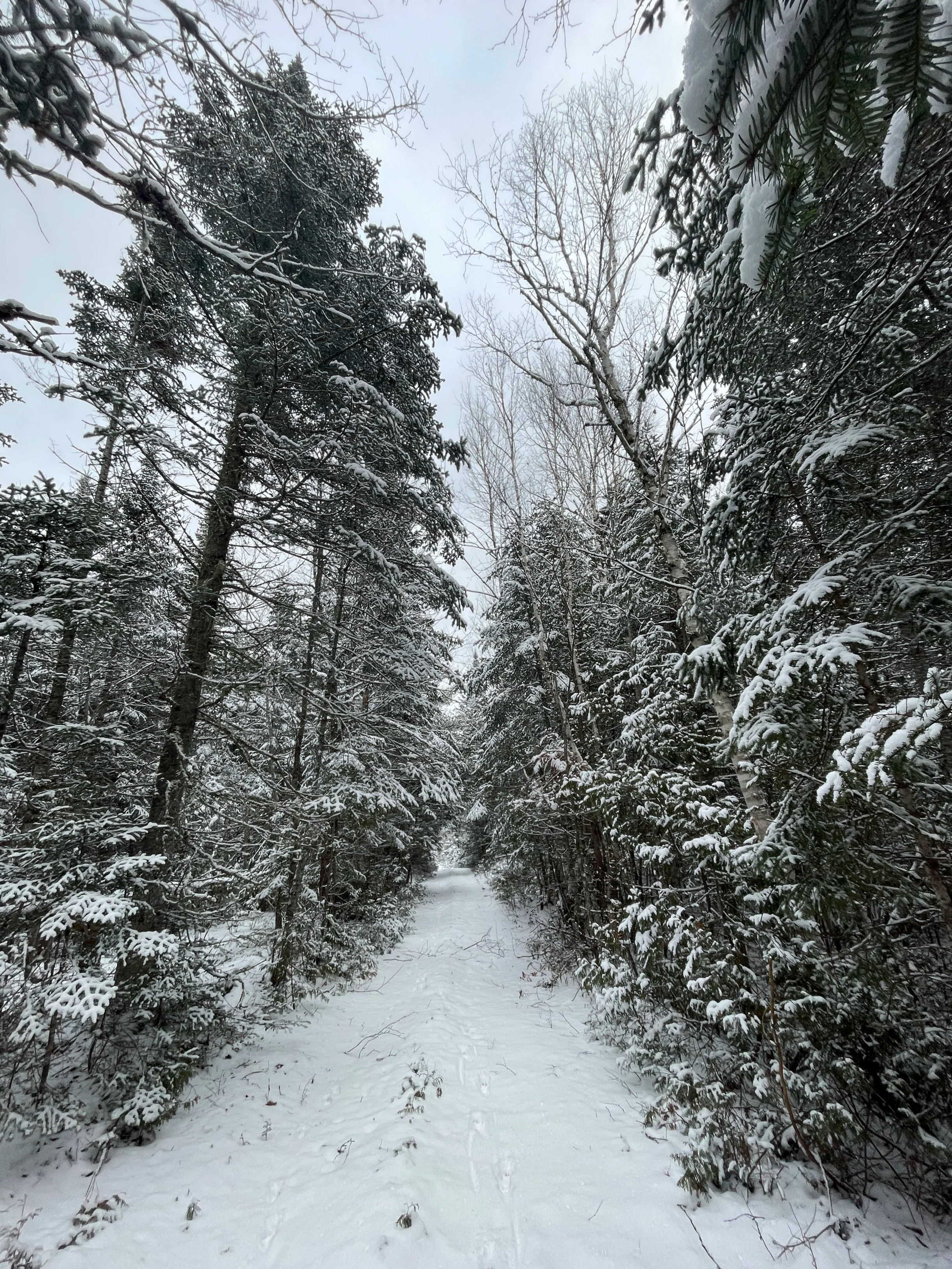 A snow-covered trail surrounded by tall evergreen and bare deciduous trees in a winter forest.