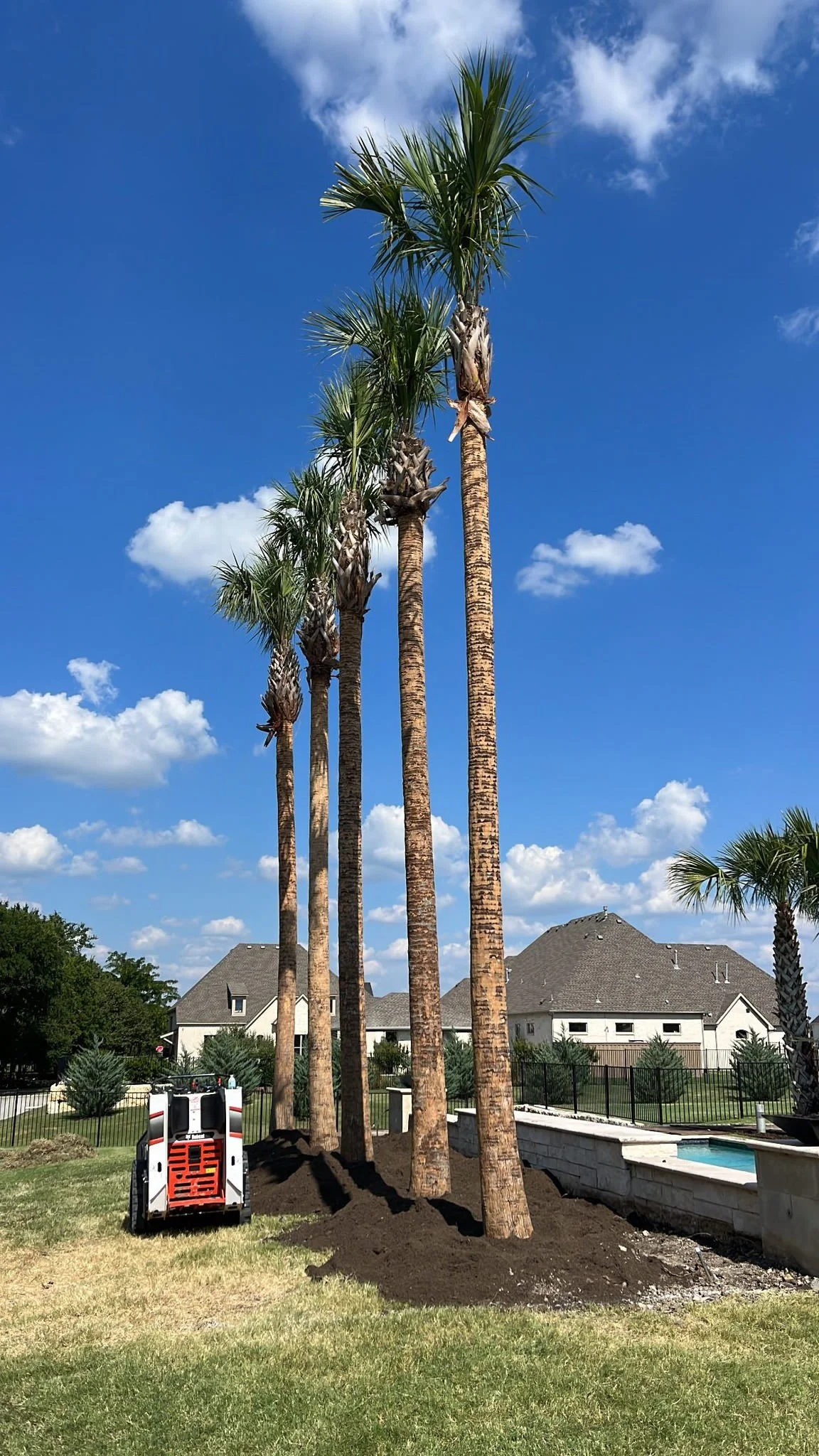 Tall palm trees being planted in a backyard with a robotic lawn mower nearby on a sunny day.