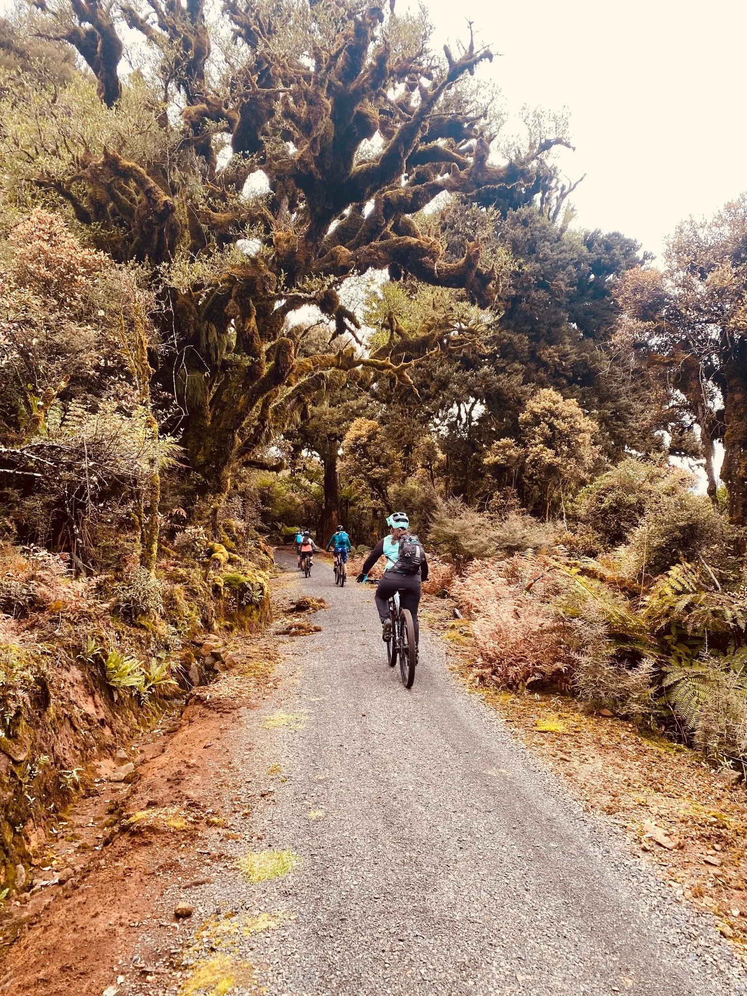 A group of cyclists riding on a dirt trail through a lush, forested area with large, twisted trees.