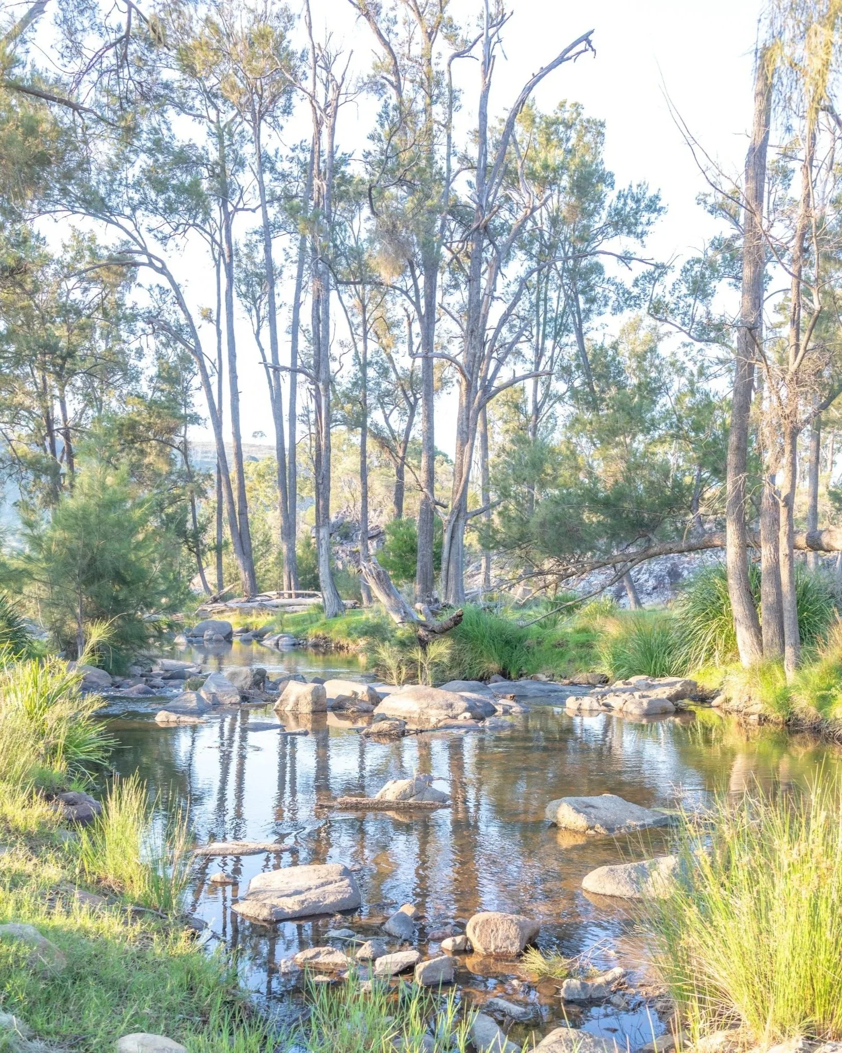 A peaceful scene of a small river flowing through a forest with tall trees, rocks, and green grass.