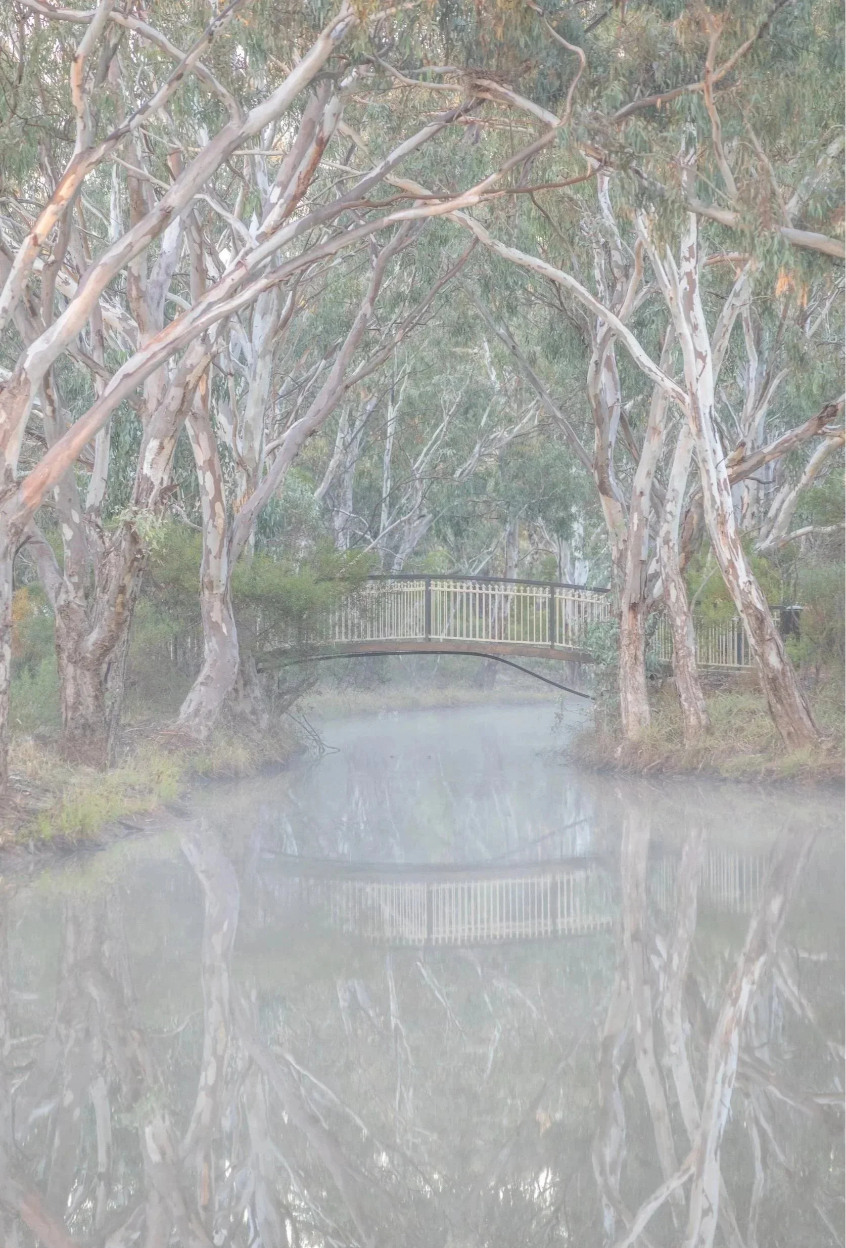 A%252BFootbridge%252Band%252Ba%252BMisty%252BMorning%25252C%252BWyalong%252B-%252B2S4A4620.jpg