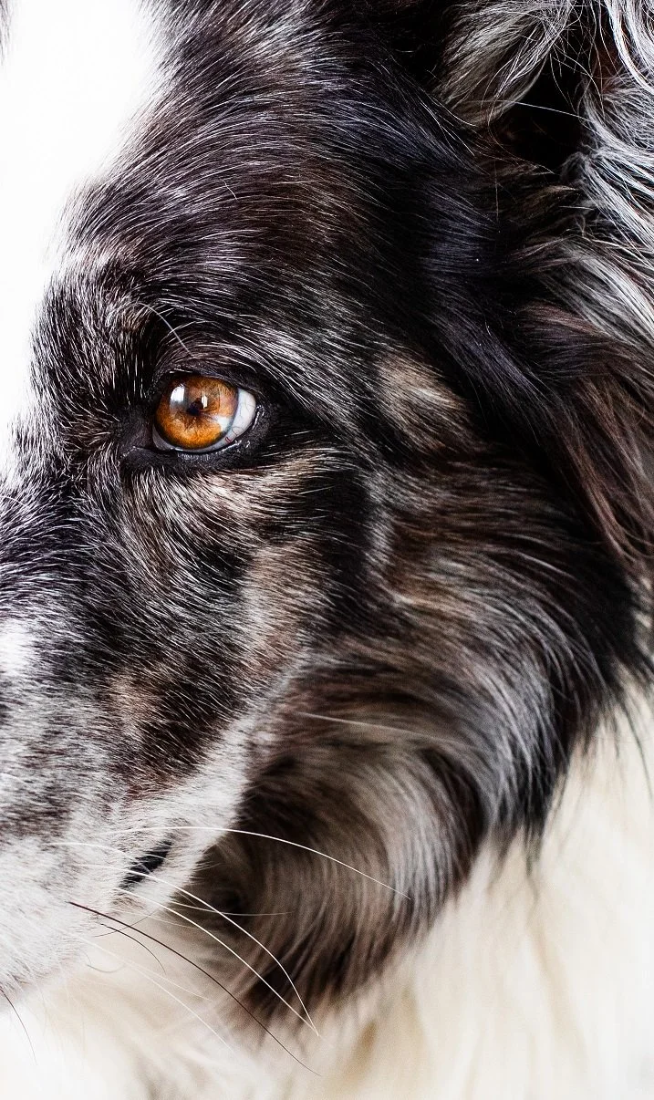 Close-up of a black and white dog's face, showcasing its brown eye and detailed fur texture.