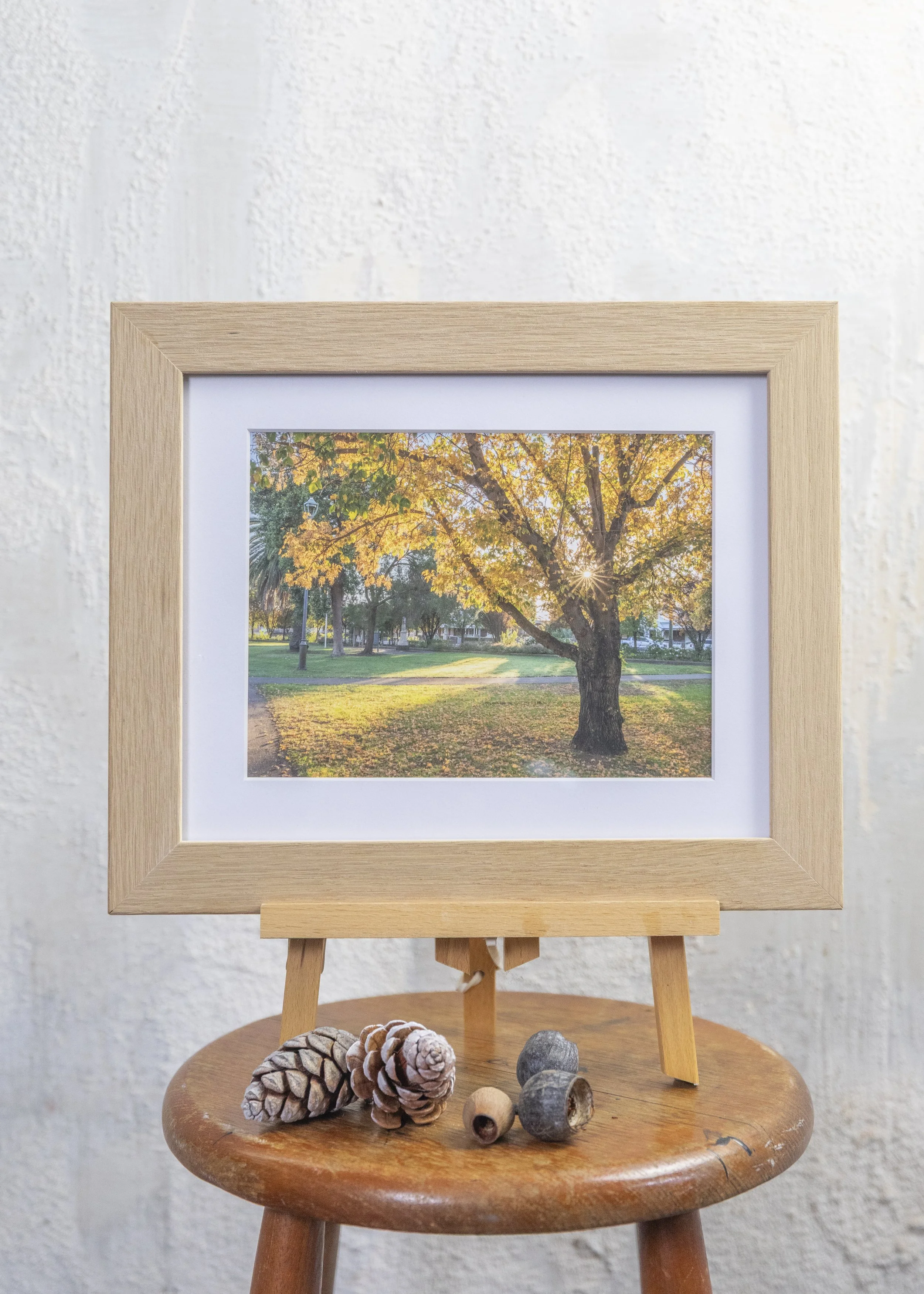 The sun peeks through the autumn gold.jpg