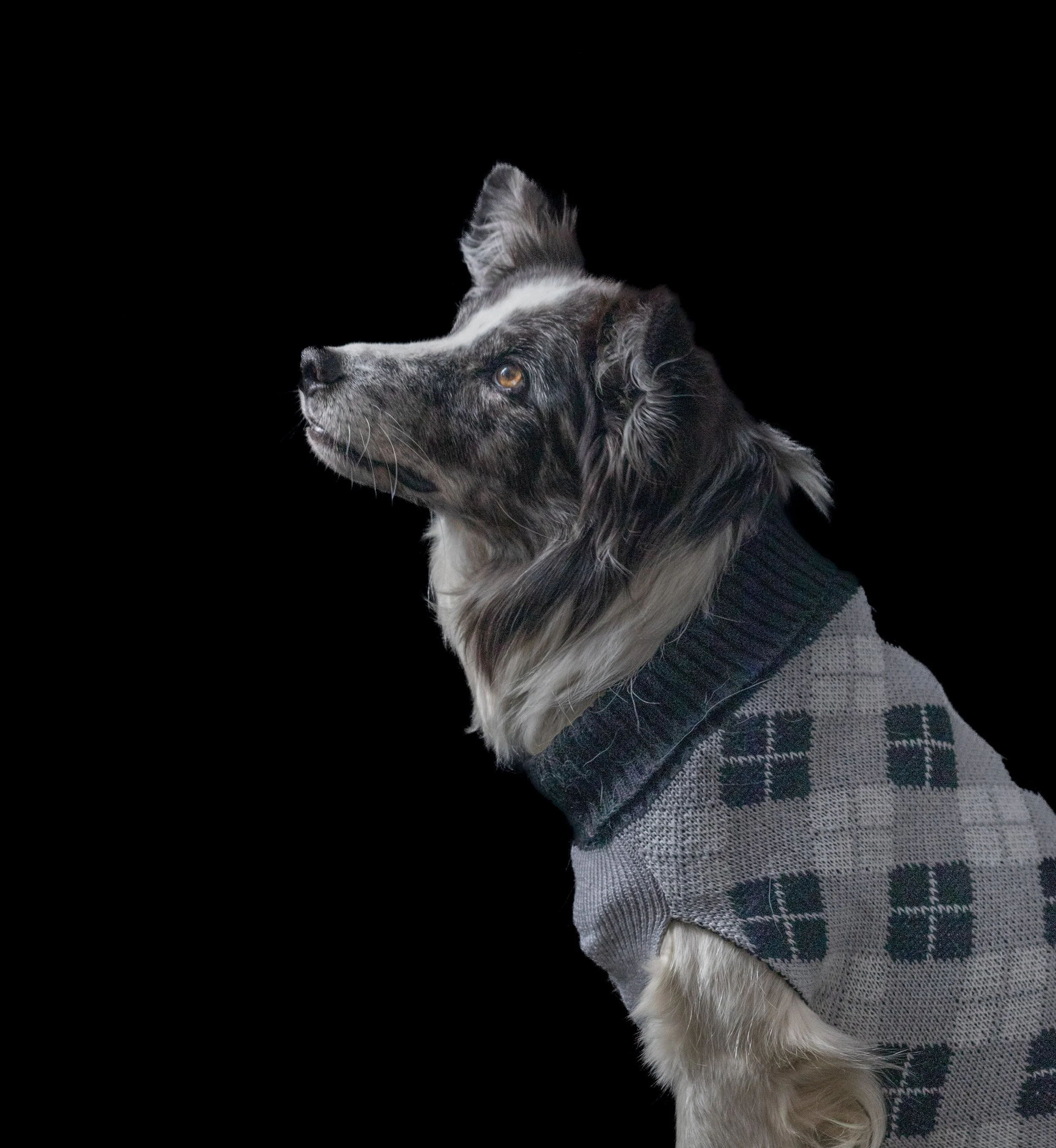 A dog with a black and gray fur coat wearing a sweater with a geometric pattern, looking to the left against a black background.