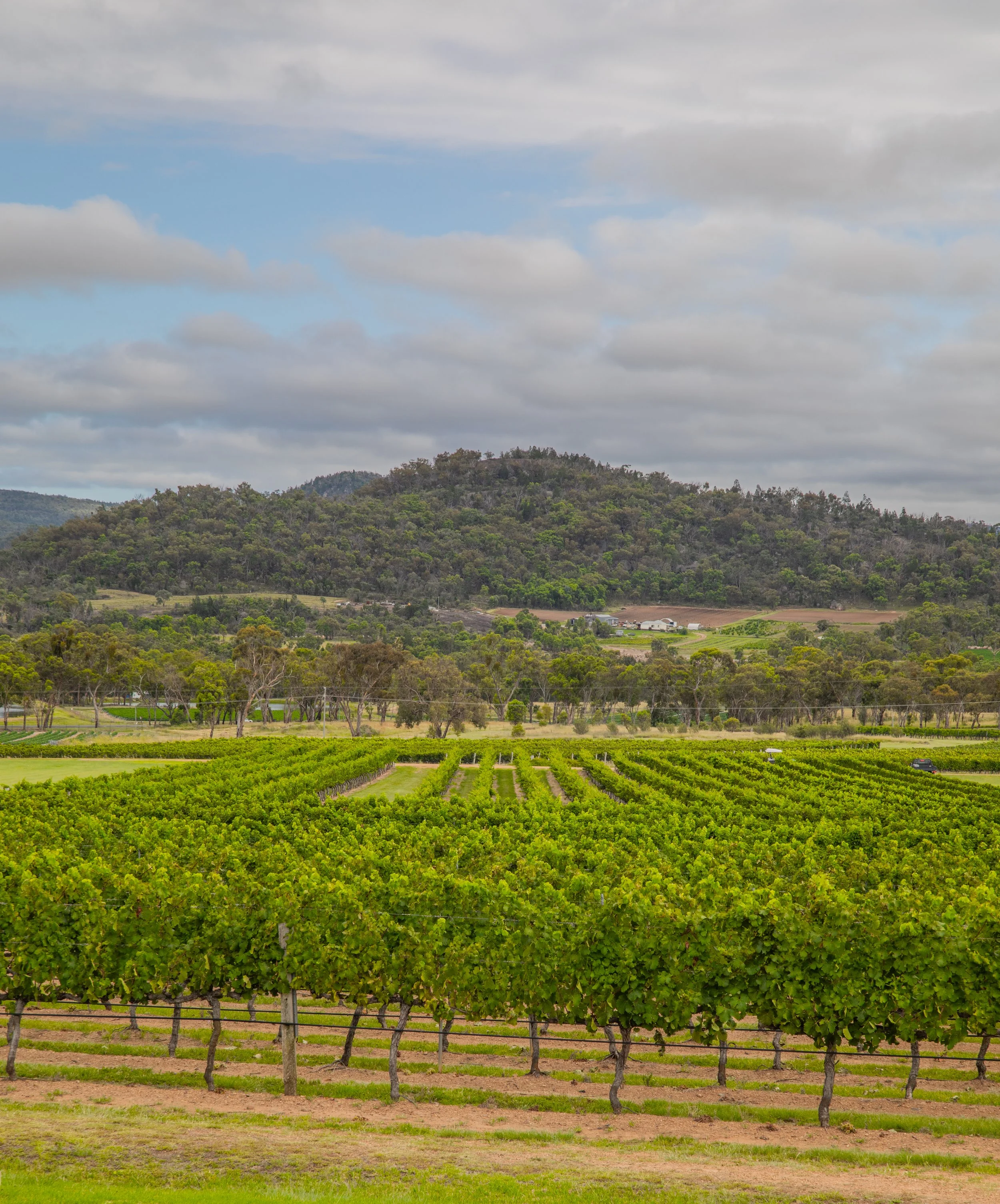 A vineyard with lush green grapevines spans across the foreground, with rolling hills covered in trees and a cloudy sky in the background.