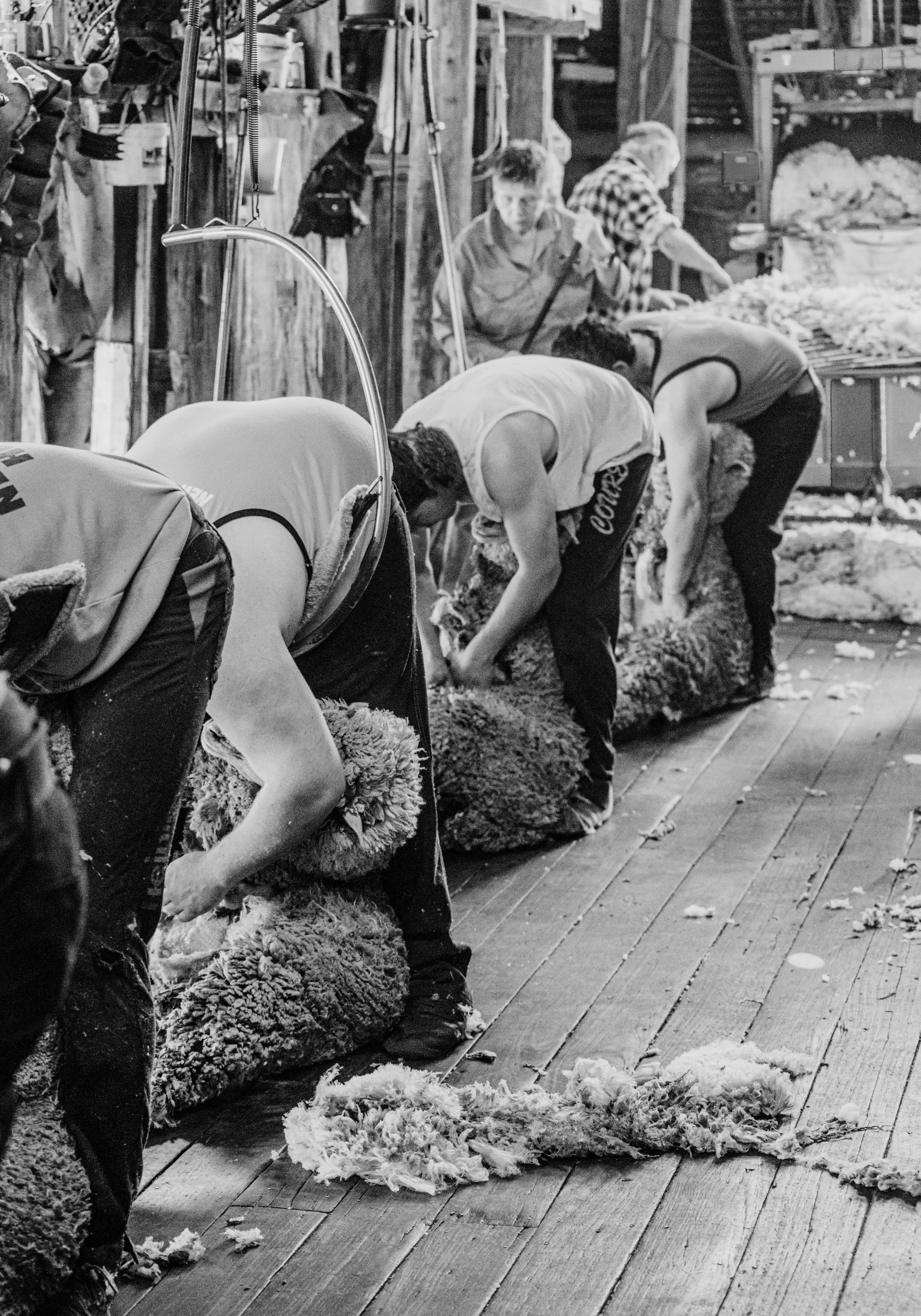 People shearing sheep in a barn.