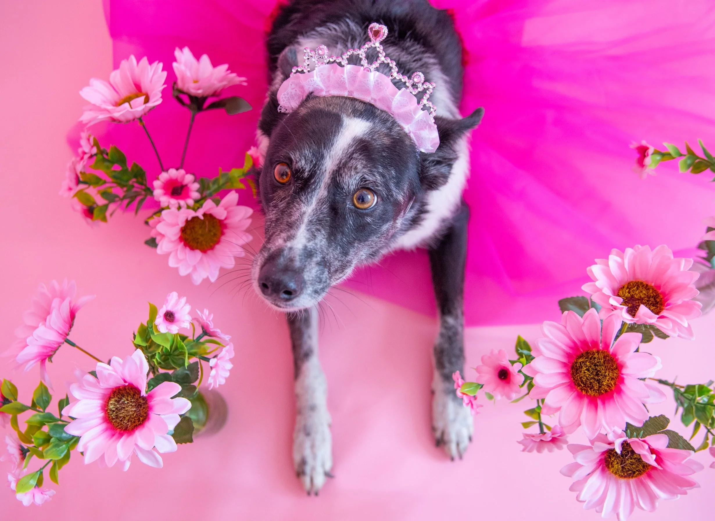 Dog with heterochromatic eyes wearing a pink tiara and bow, surrounded by pink flowers on a pink background.