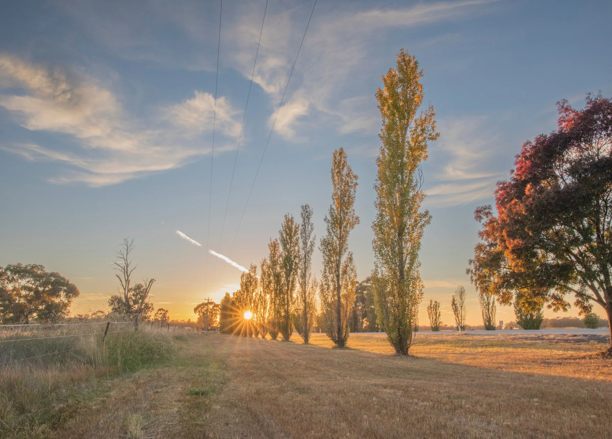 Jigsaw Puzzle Crop Autumn Poplars Wyalong - 707 x 507.jpg