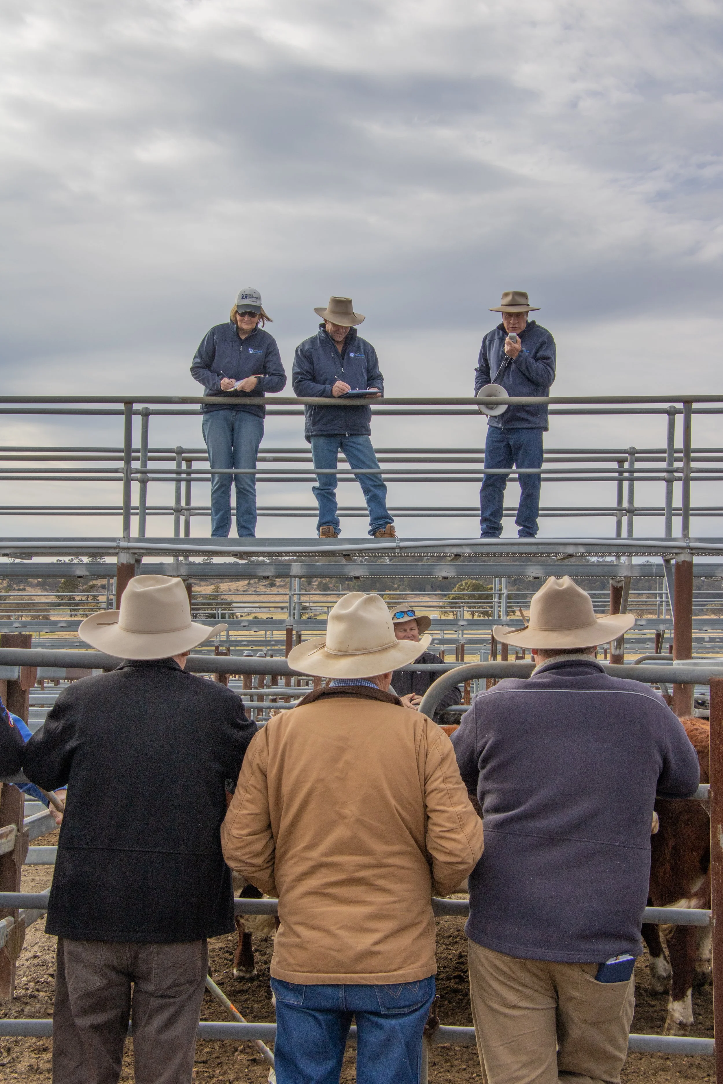 Three individuals on a raised platform with clipboards or a megaphone, and four individuals wearing wide-brimmed hats with their backs to the camera, standing in front of cattle at an outdoor agricultural or livestock event on a cloudy day.