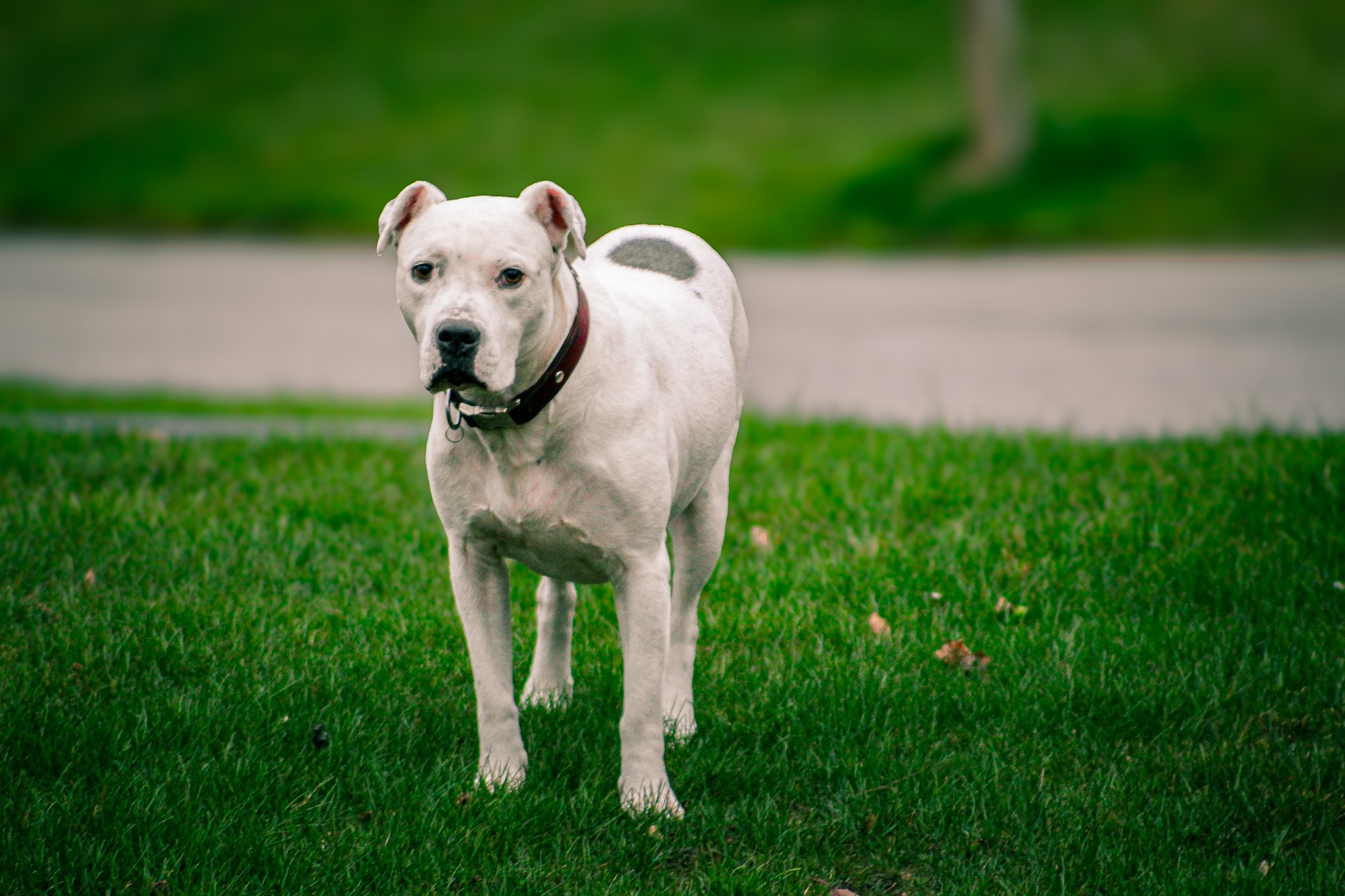 A white dog with gray spots standing on green grass near a sidewalk.