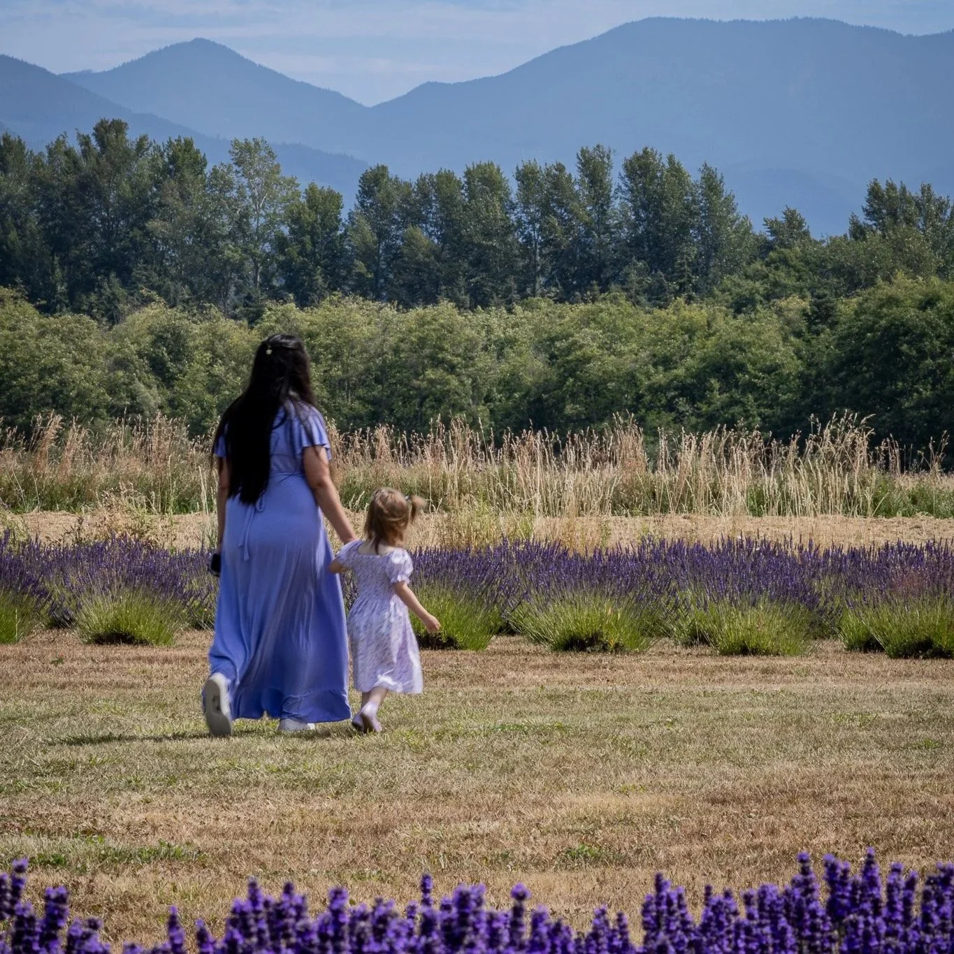 A mother and young daughter are dressed in purple dresses walking in a lavender field with trees and mountains in the background