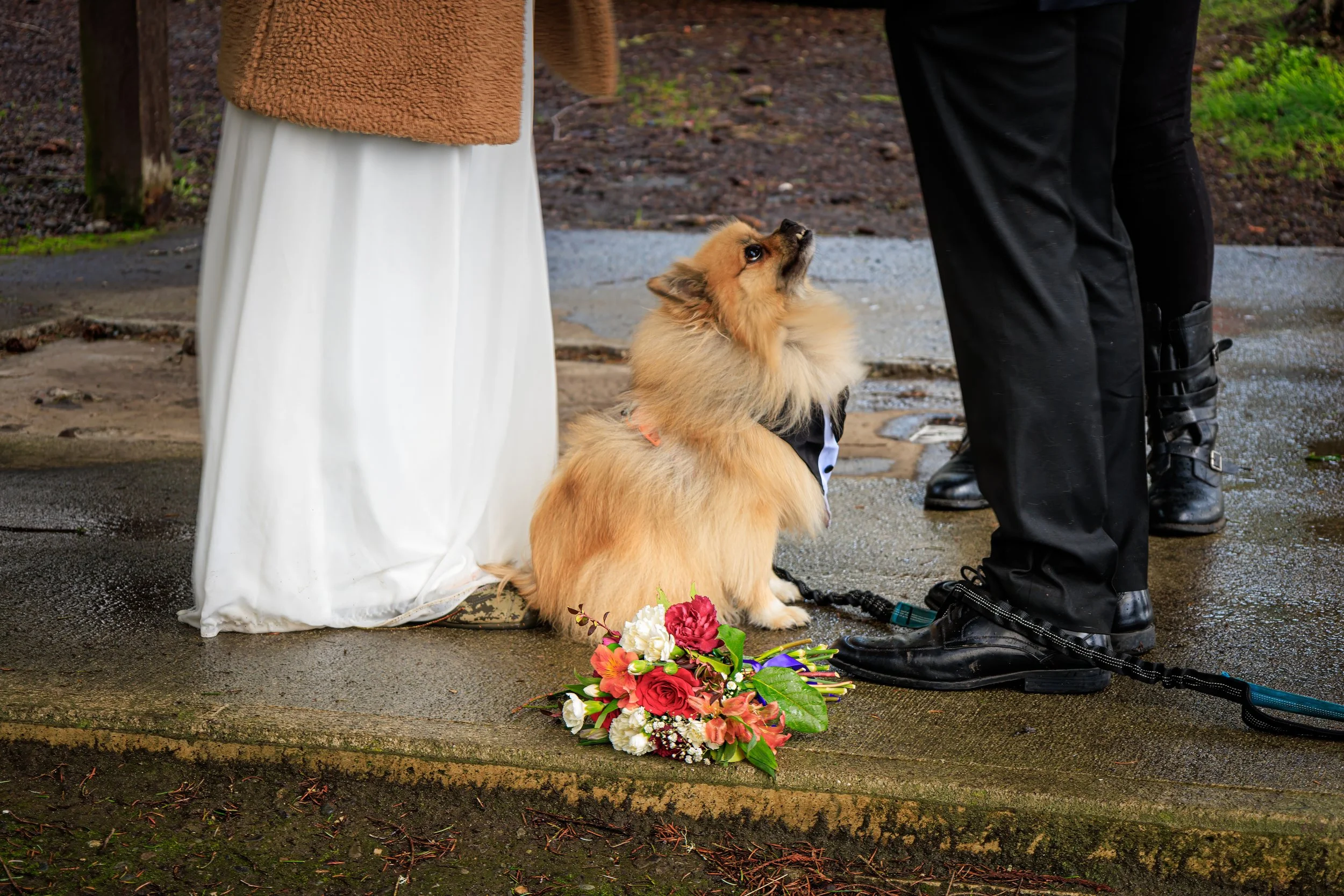 A small, fluffy dog with golden fur and a black harness sitting on the ground, looking up at a person with black pants and boots. A colorful bouquet of flowers is on the ground near the dog. Two other people, one in a white dress and brown coat and t