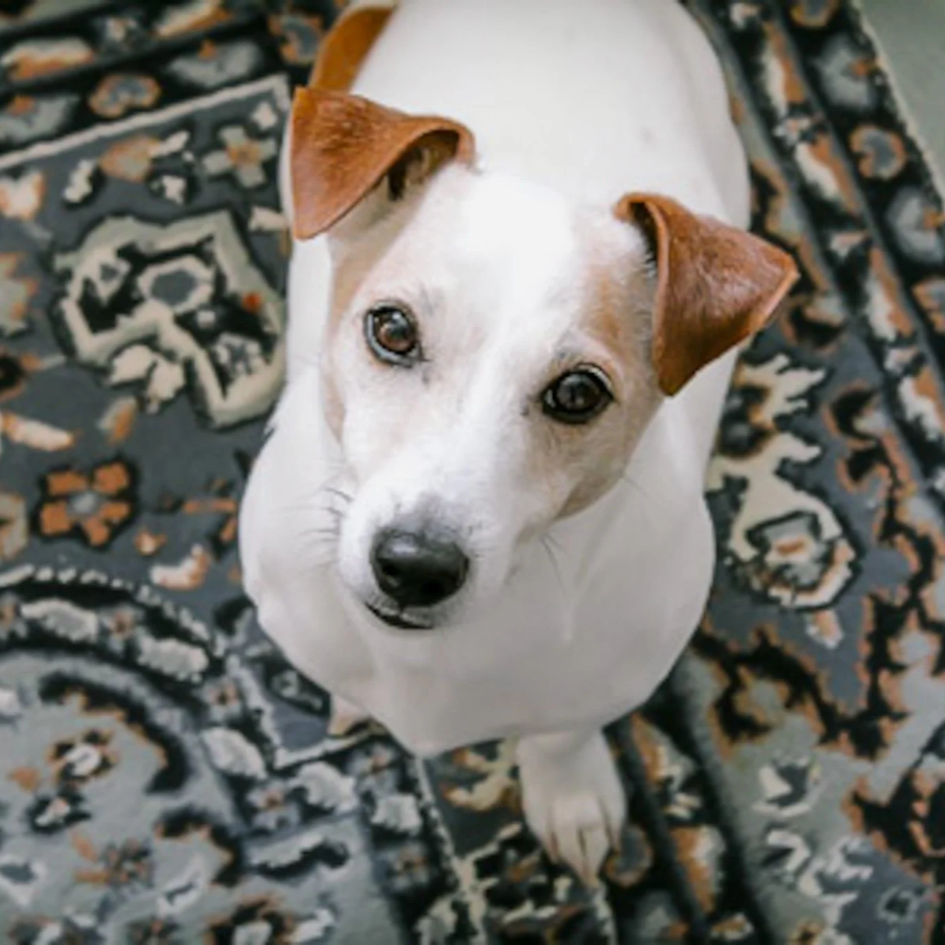 A jack russel terrier sits on an oriental carpet looking up at the photographer. Pet portraits in Sequim