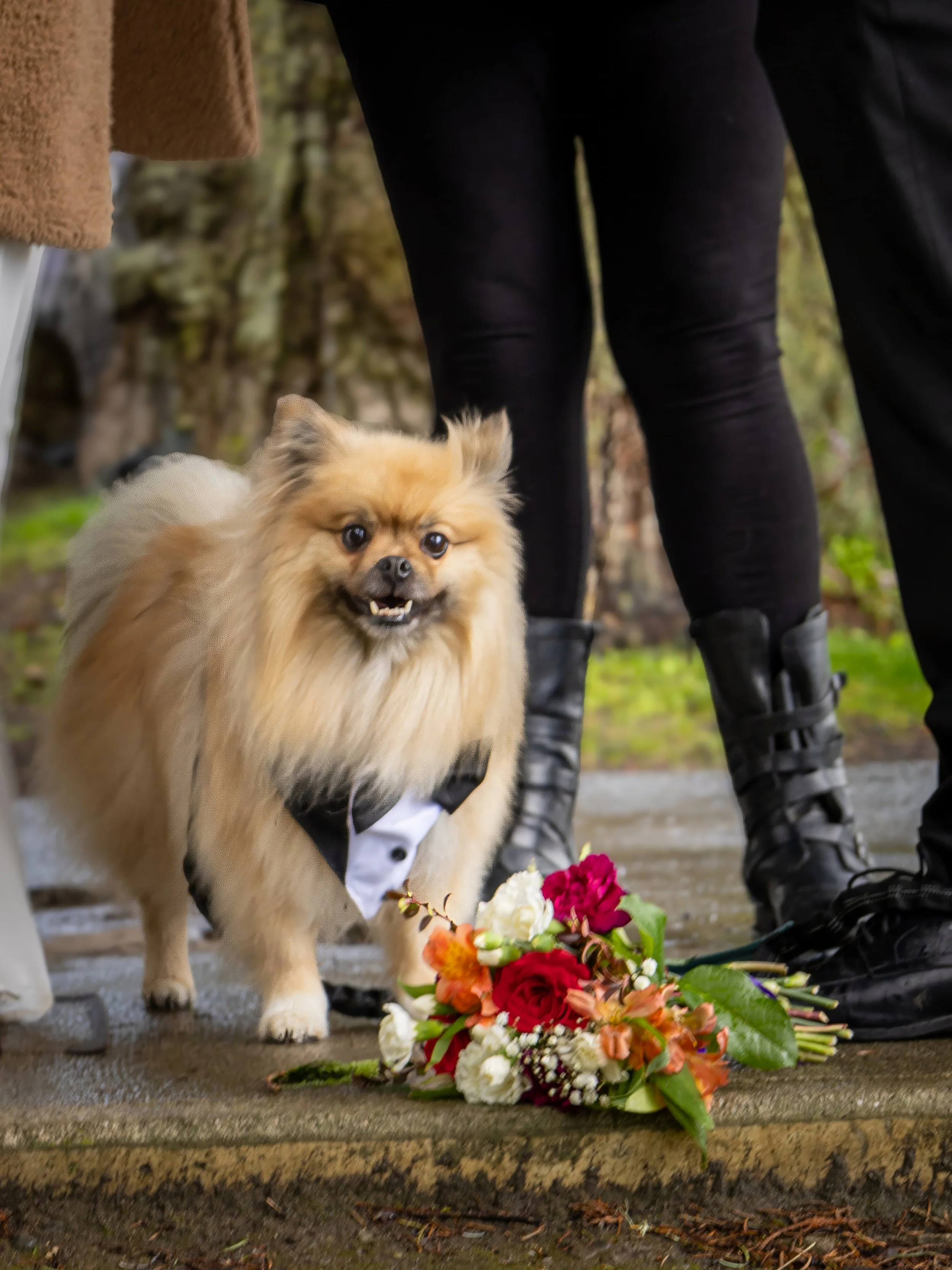 A small dog dressed in a tuxedo standing on a concrete surface next to a bouquet of flowers, with people's legs and boots visible in the background.