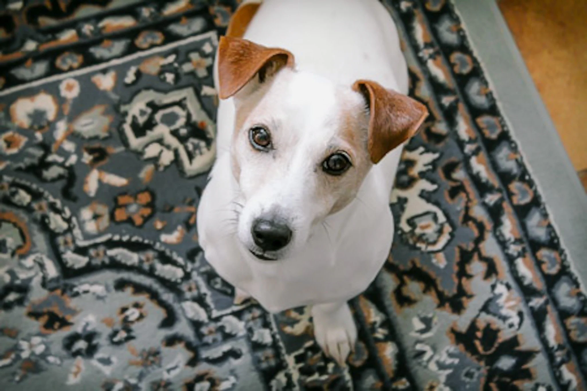 A white dog with brown ears sitting on a patterned rug and looking up at the camera.