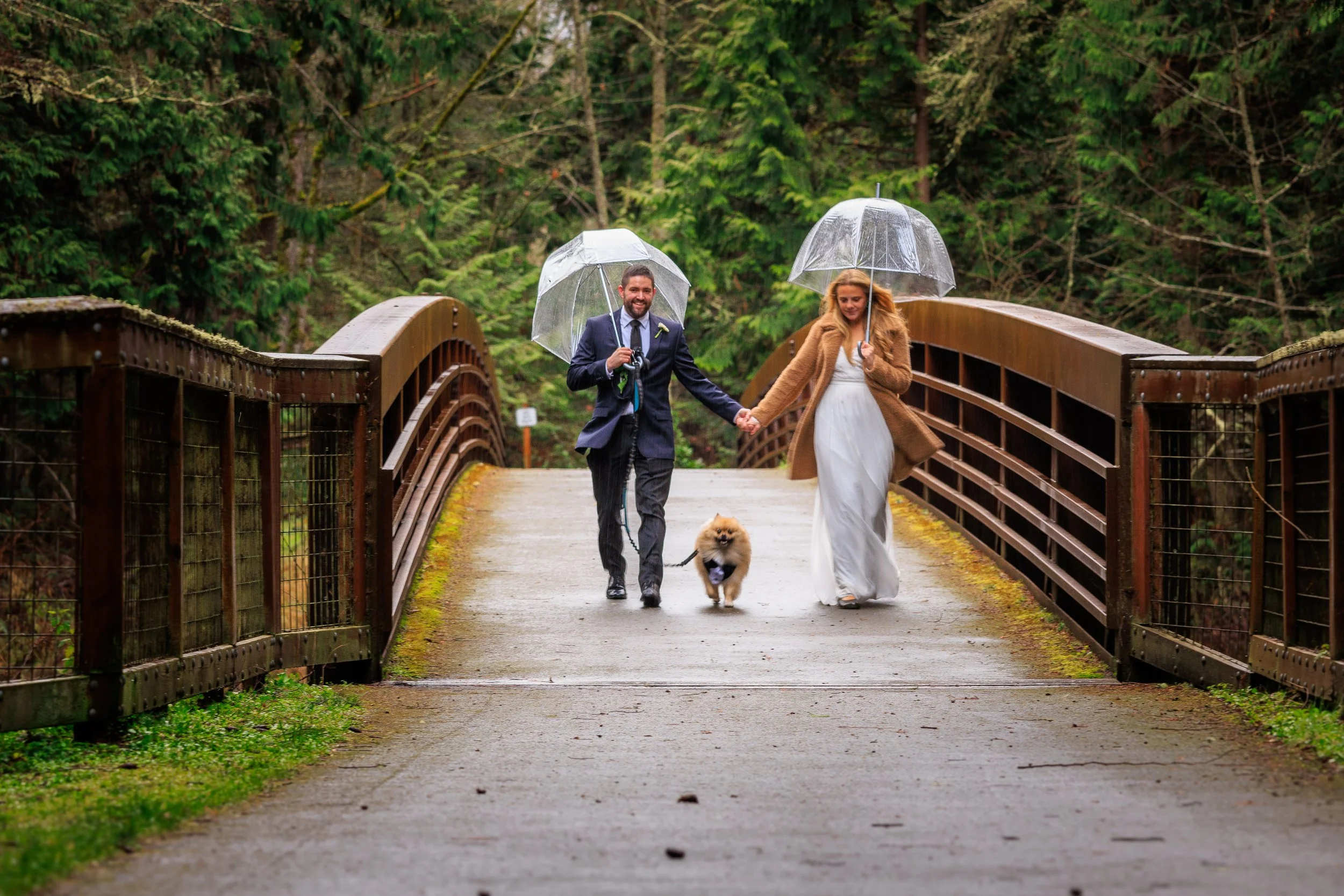 A happy couple walking across a wooden bridge at Sequim Bay State Park, Sequim Washington holding hands, each holding a clear umbrella, with their small dog in front of them, in a lush green forest during rainy weather.