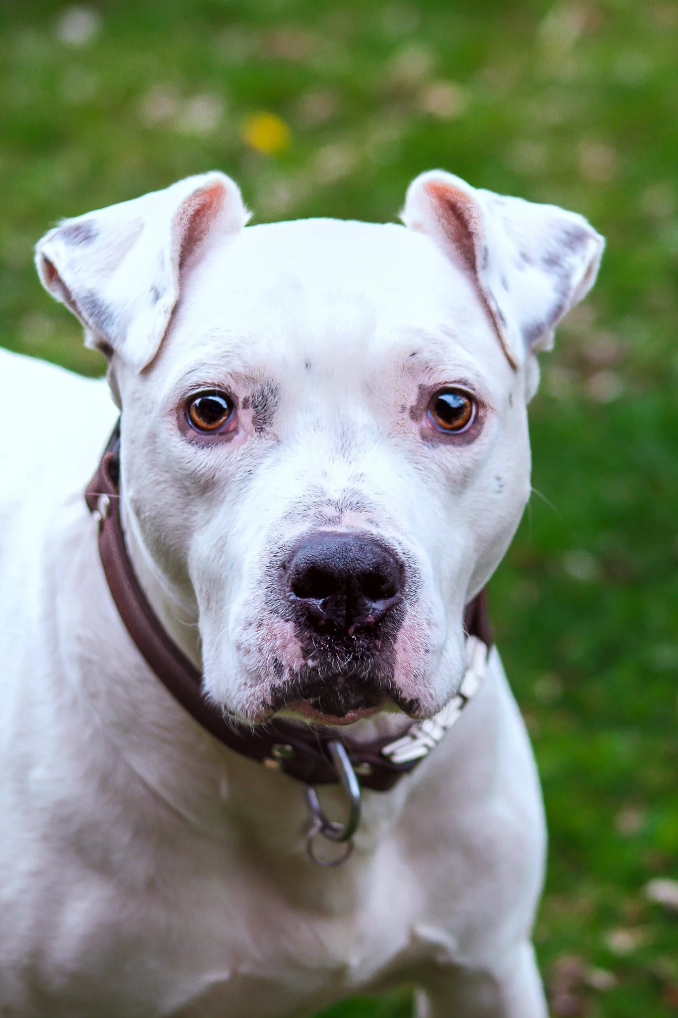 A white dog with brown eyes and a brown collar standing outdoors on grass.