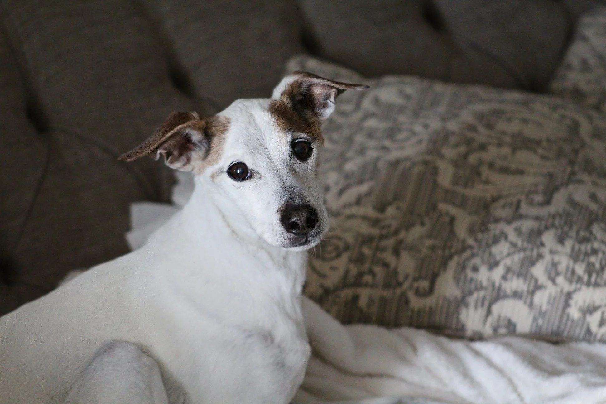 A small white dog with brown markings on its face is sitting on a couch with decorative pillows, looking at the camera.