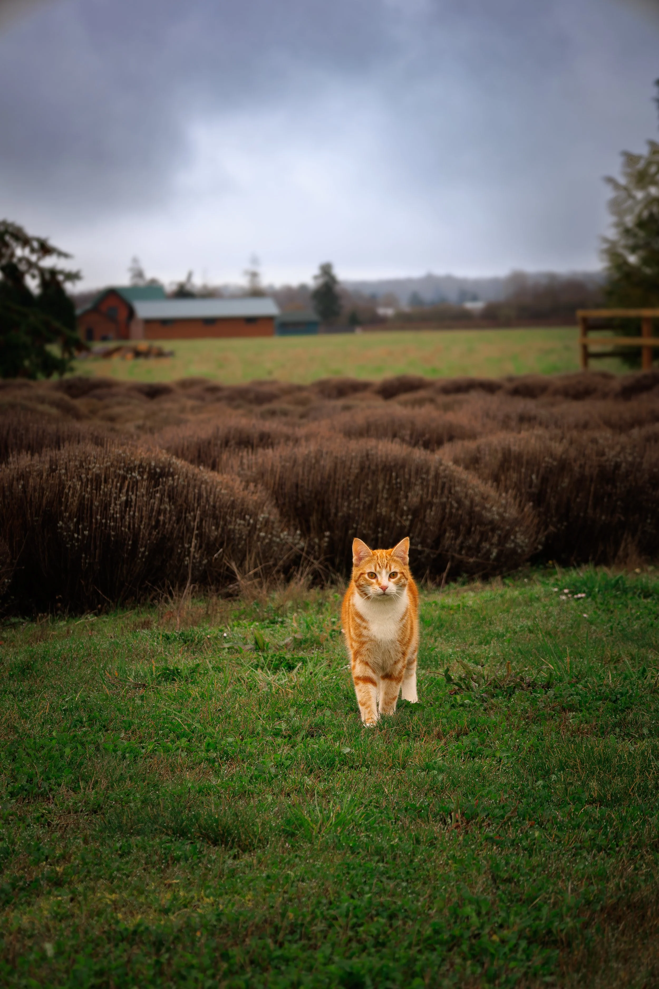 Orange Cat at Rain Shadow Lavender Farm, Sequim Washington 