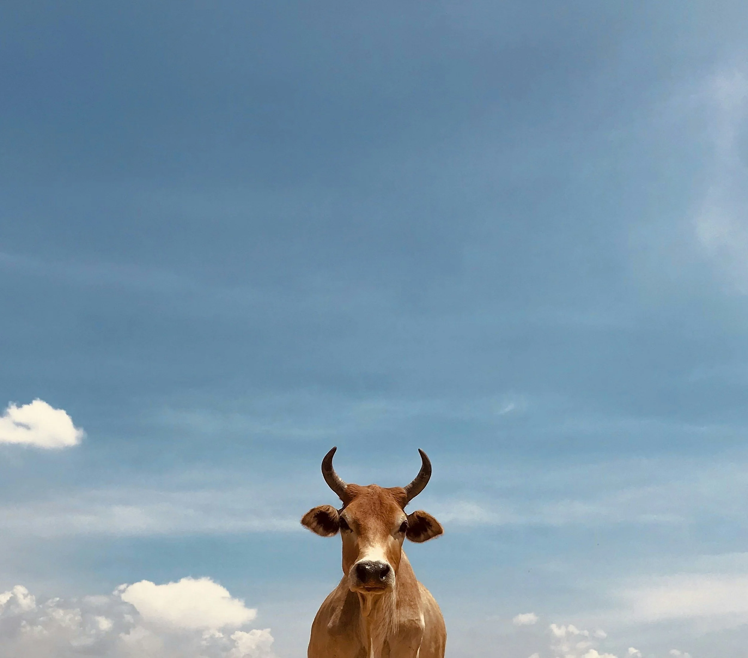 Ellison Daylilies Open House