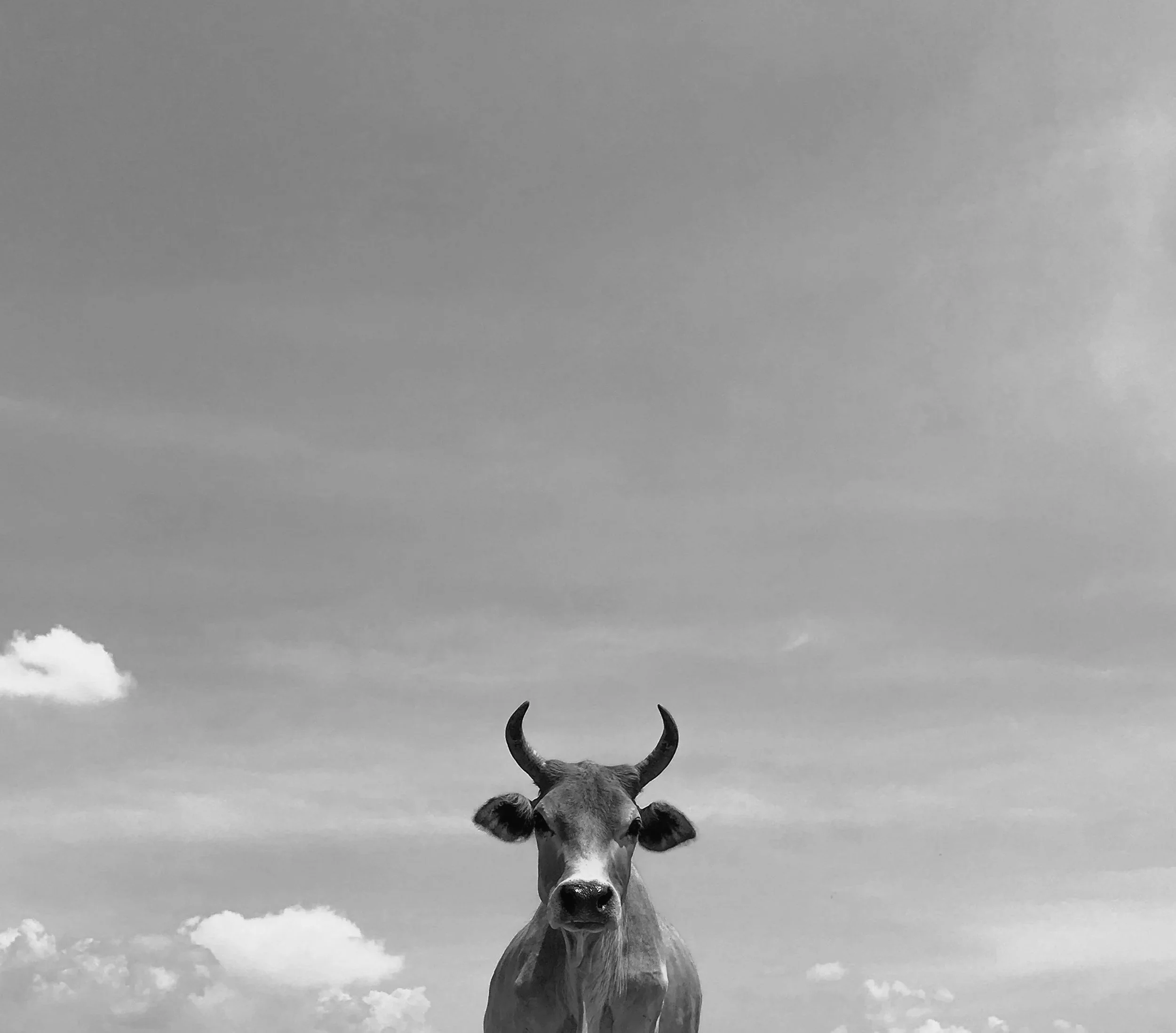 Wolf Hollow - Witches Market