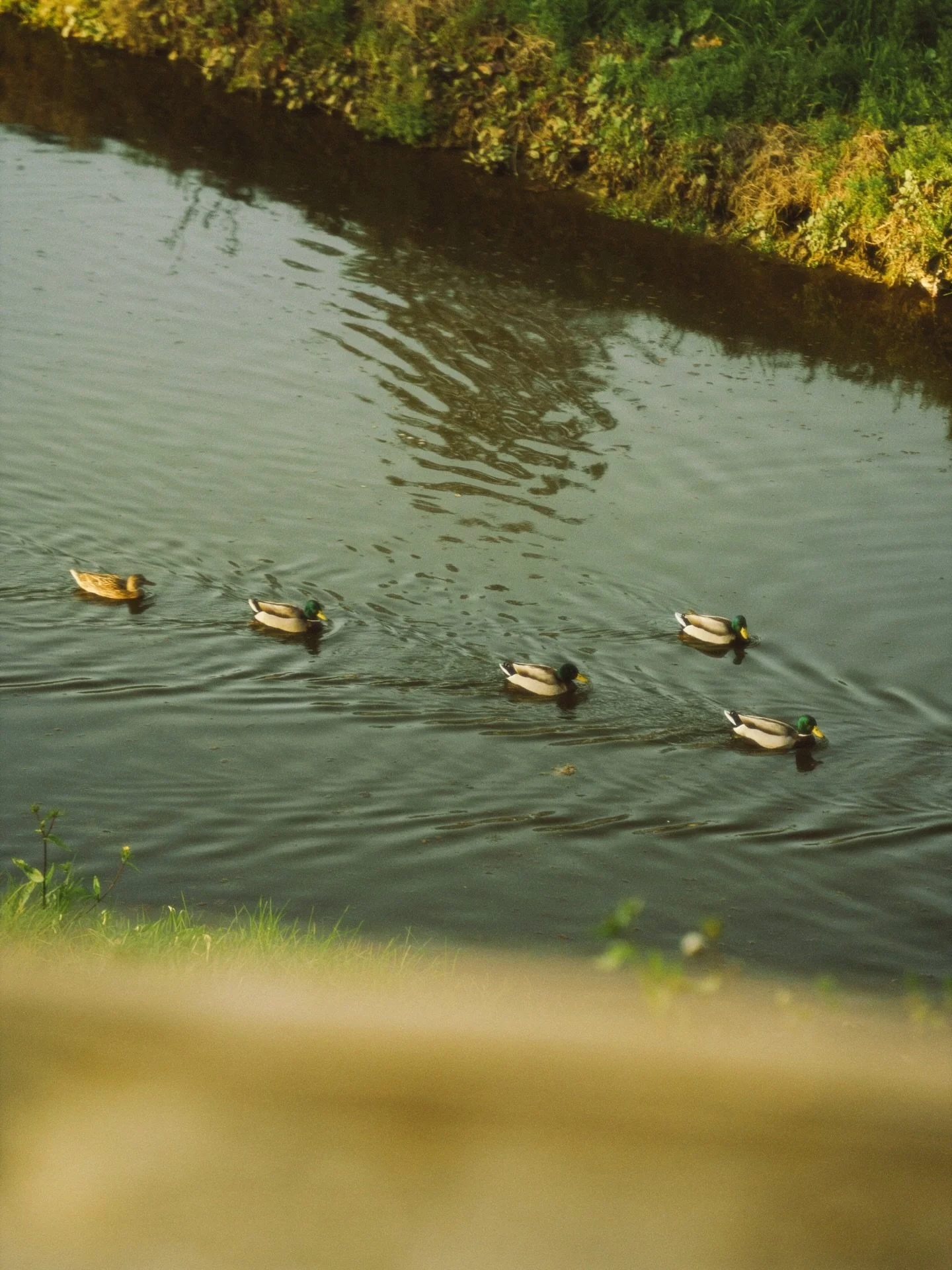 Andy at Haci

Shot on Sony A7C

#golf #photography #haciendagolfclub