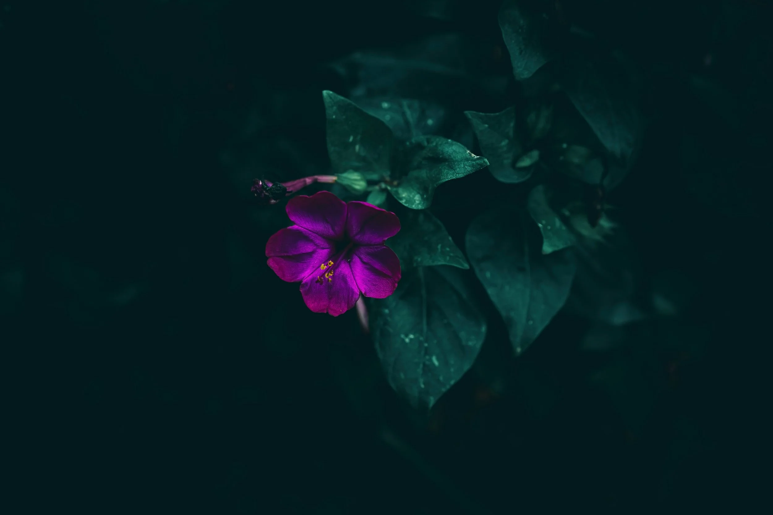 The Bloom Hypothesis