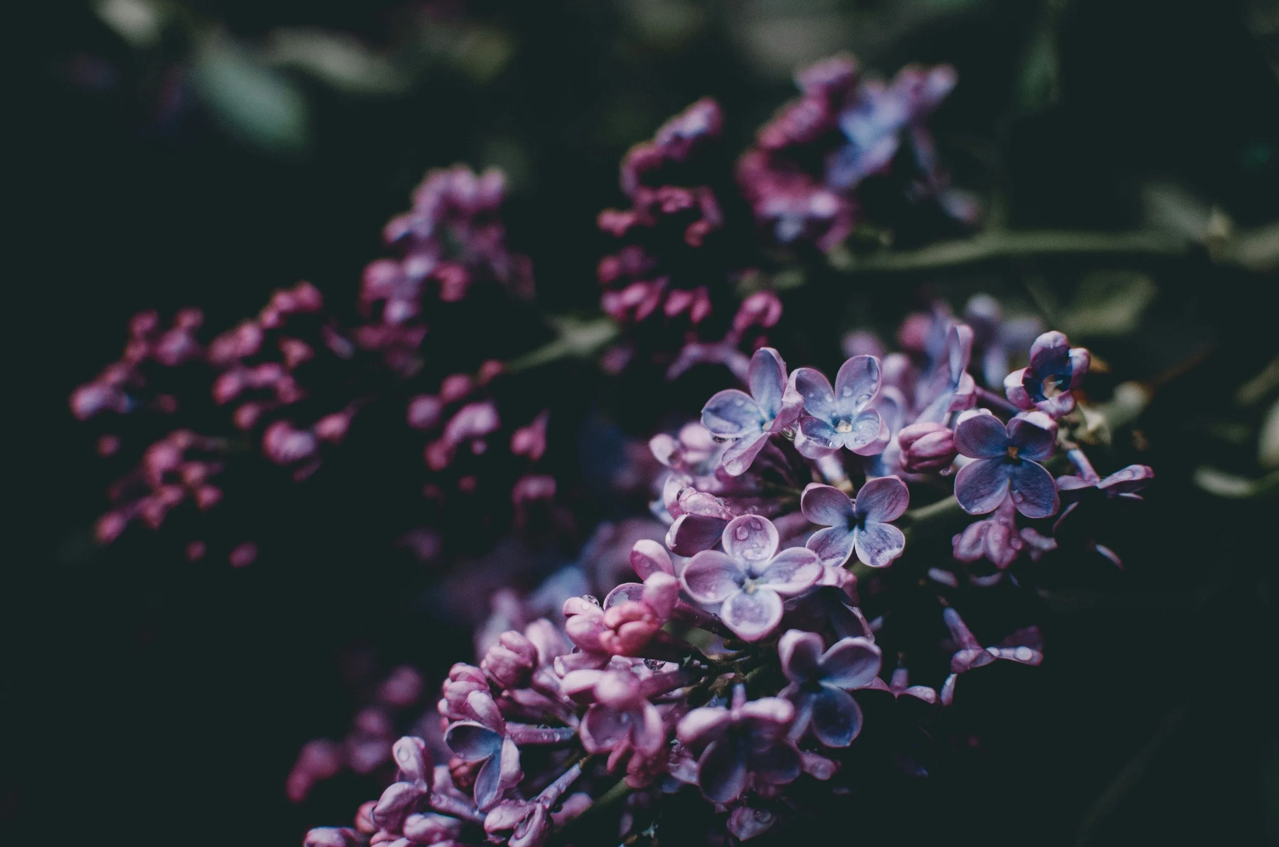 Lilac and Thistle