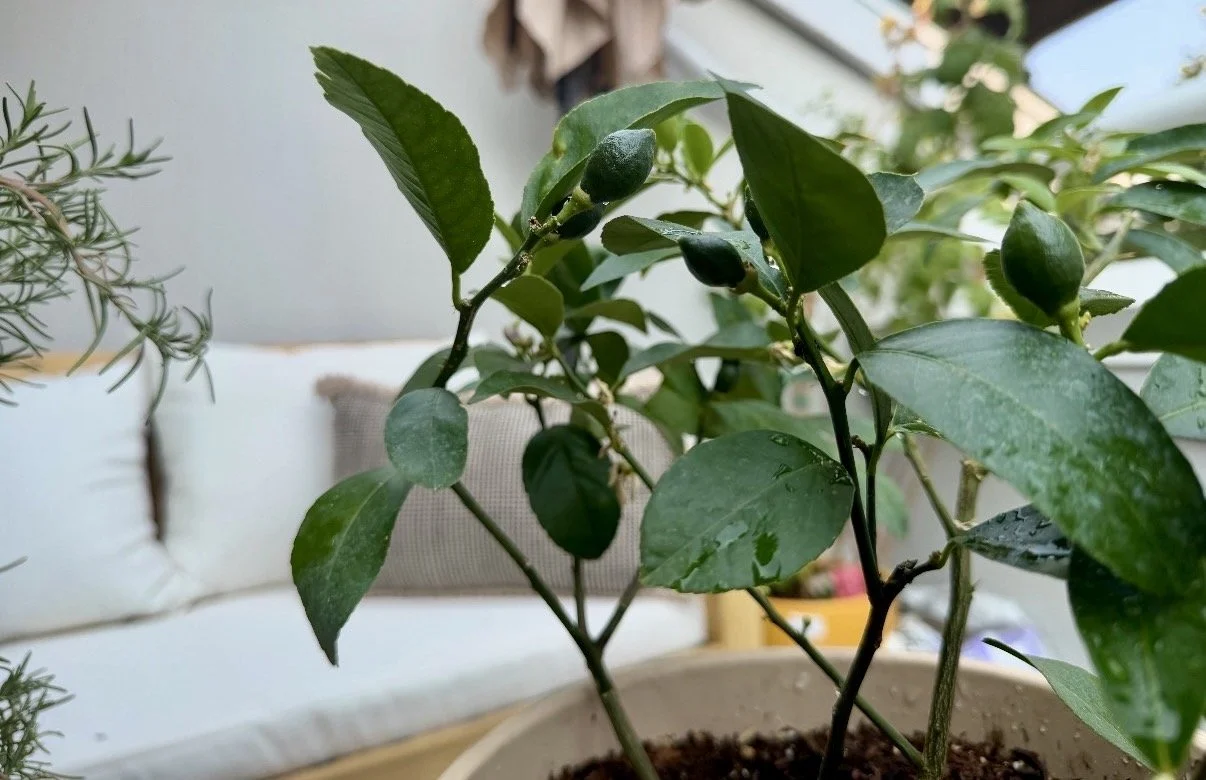 The office has a small balcony with lots of plants like rosemary, lavender, spearmint, and this little lemon tree growing new lemons!