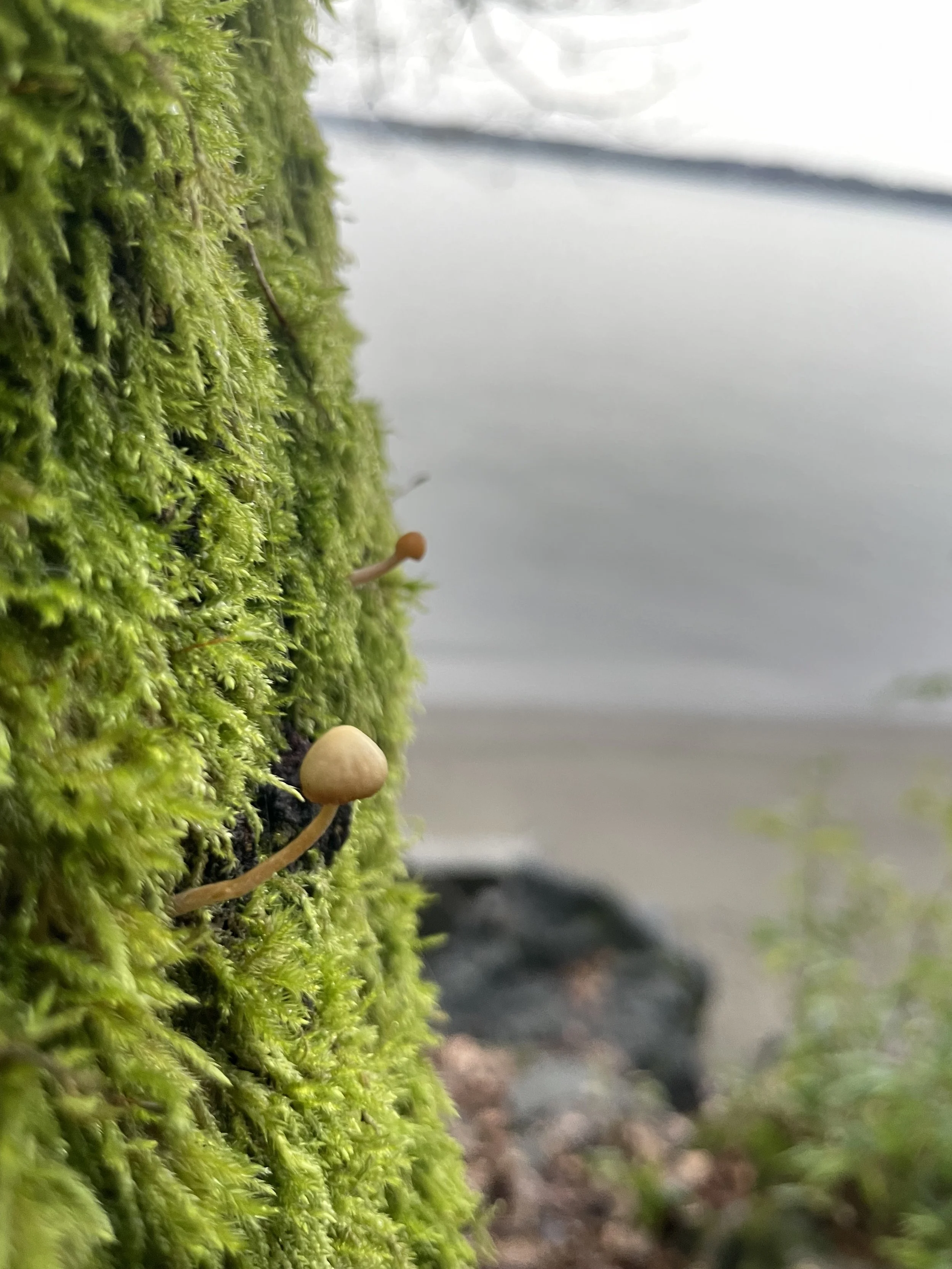Close-up of moss-covered tree trunk with small mushrooms growing on it, in a forest environment with a lake in the background.