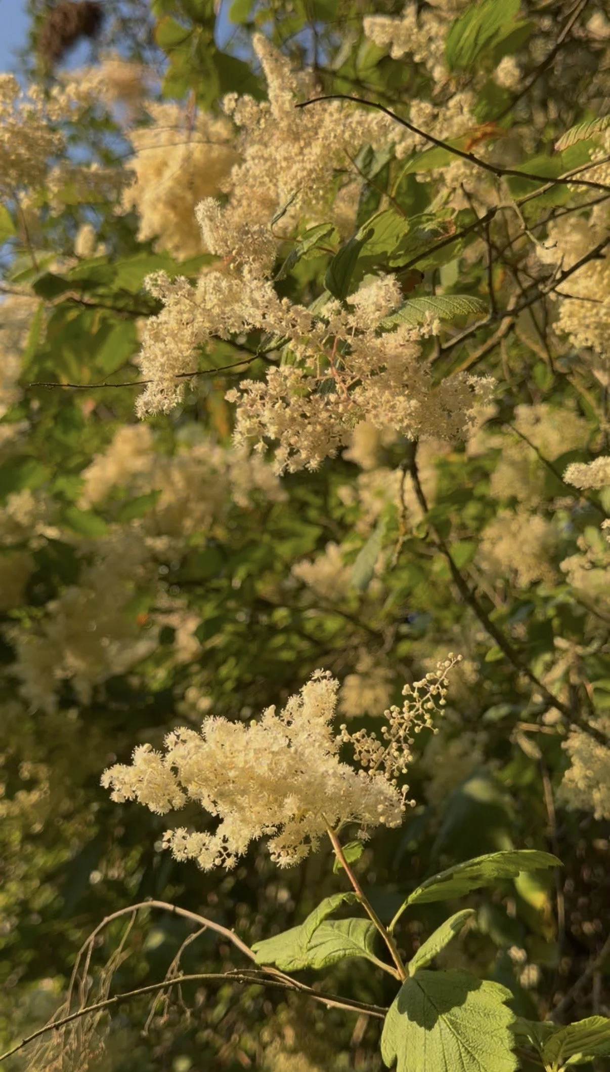 Close-up of white flowering plant with green leaves, sunlight, and blurred background.