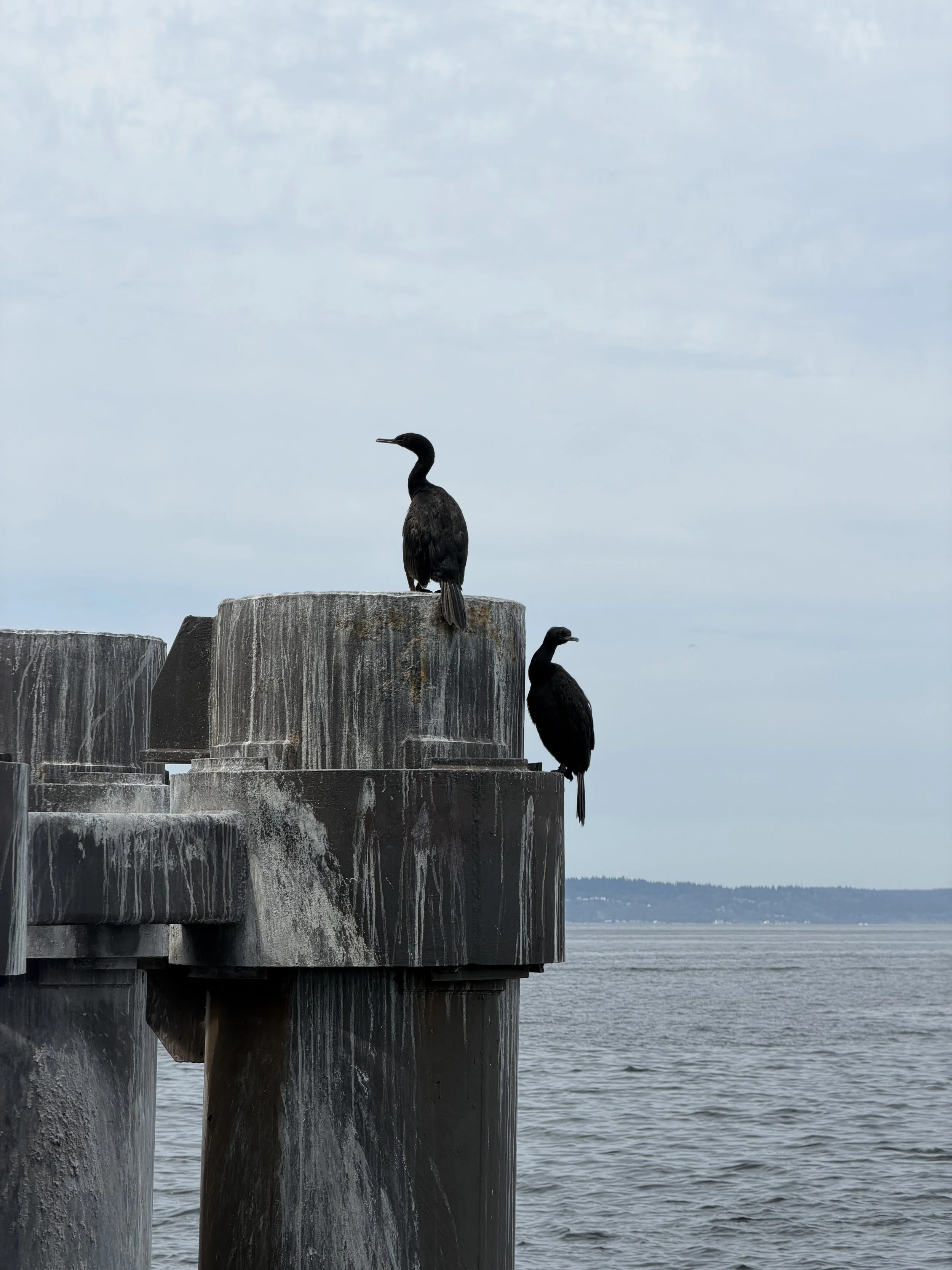 Two black cormorant birds perched on a weathered wooden pier over water with a distant shoreline and cloudy sky.