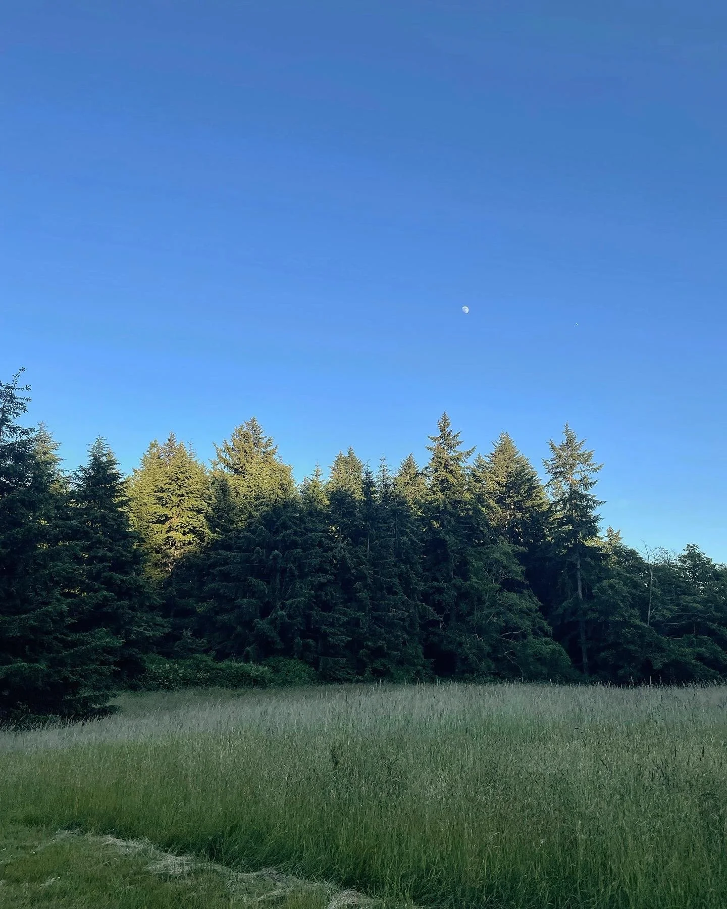 A landscape of a grassy field in the foreground, dense trees in the middle ground, and a clear blue sky with a visible moon and a bright planet or star in the background.
