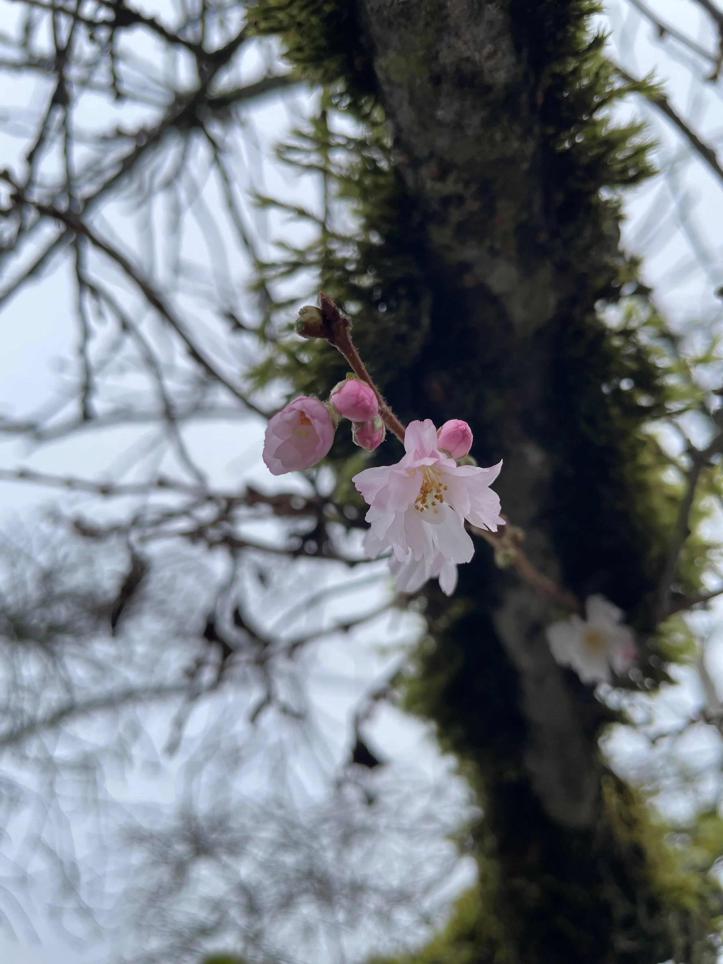 Close-up of pink cherry blossoms on a mossy tree branch with a blurred background of tree branches and sky.