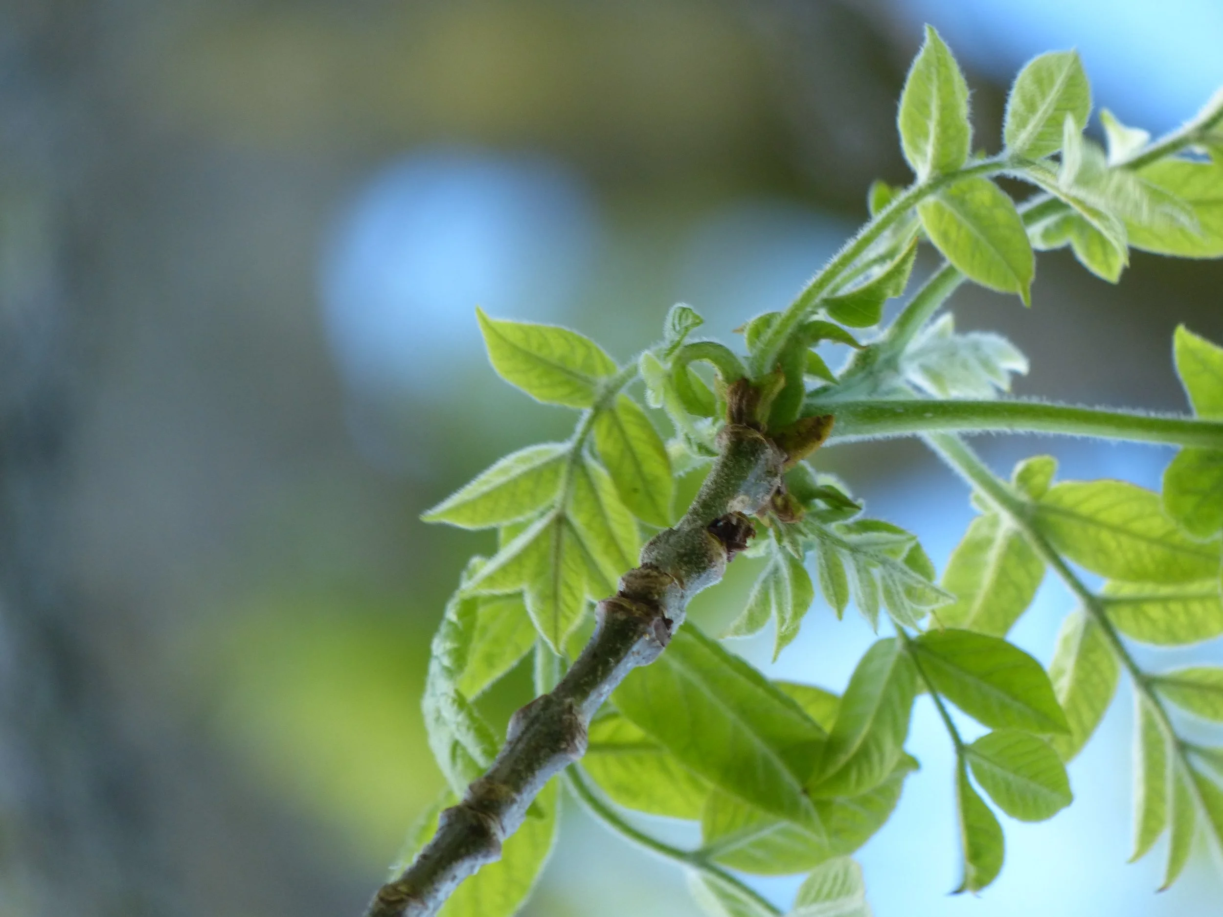 Close-up of a plant with bright green leaves against a blurred background.