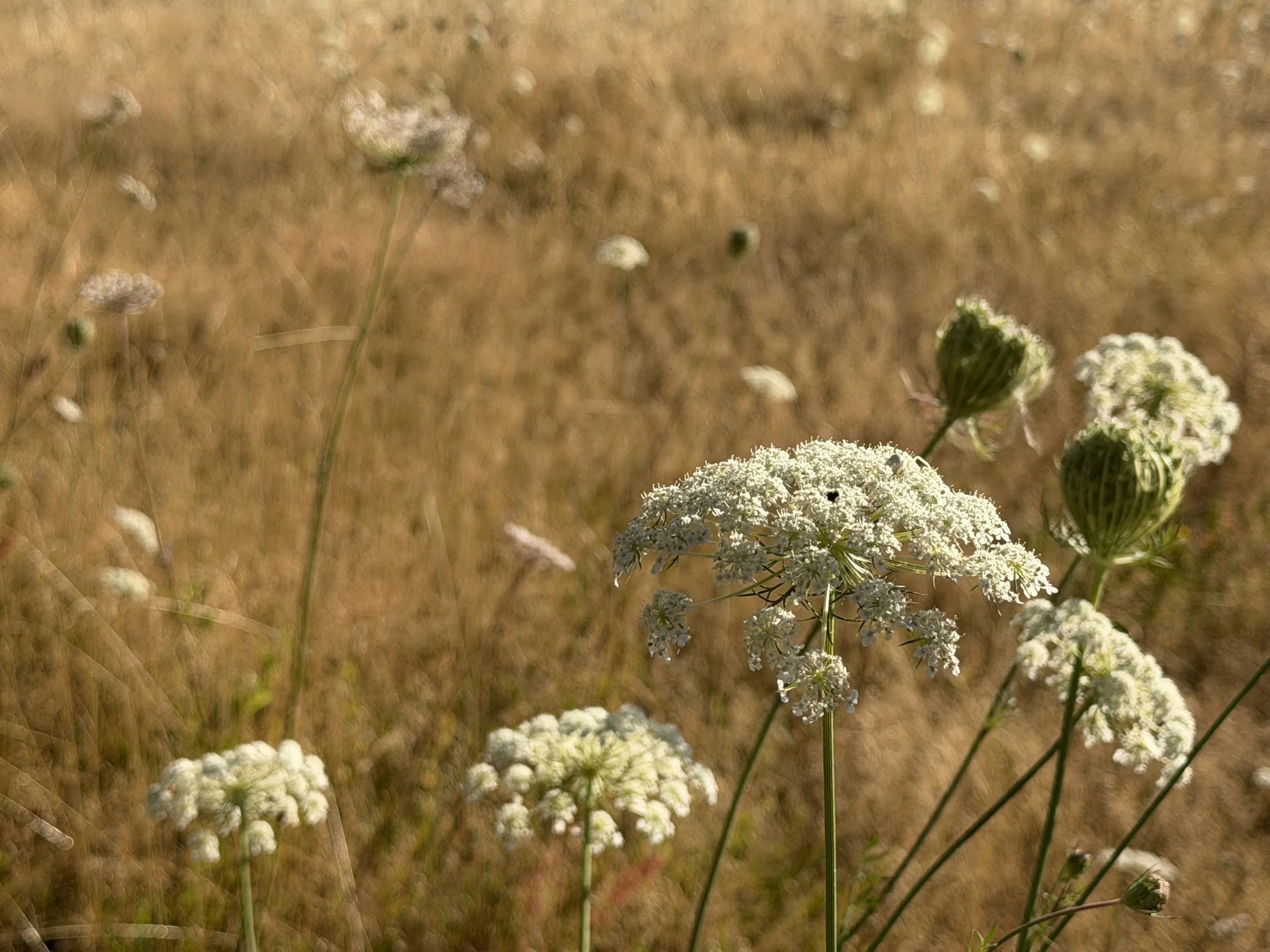 Close-up of white wildflowers and seed heads in a field of tall, dry grass.