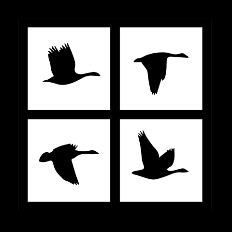 Silhouettes of four different flying birds arranged in a grid.