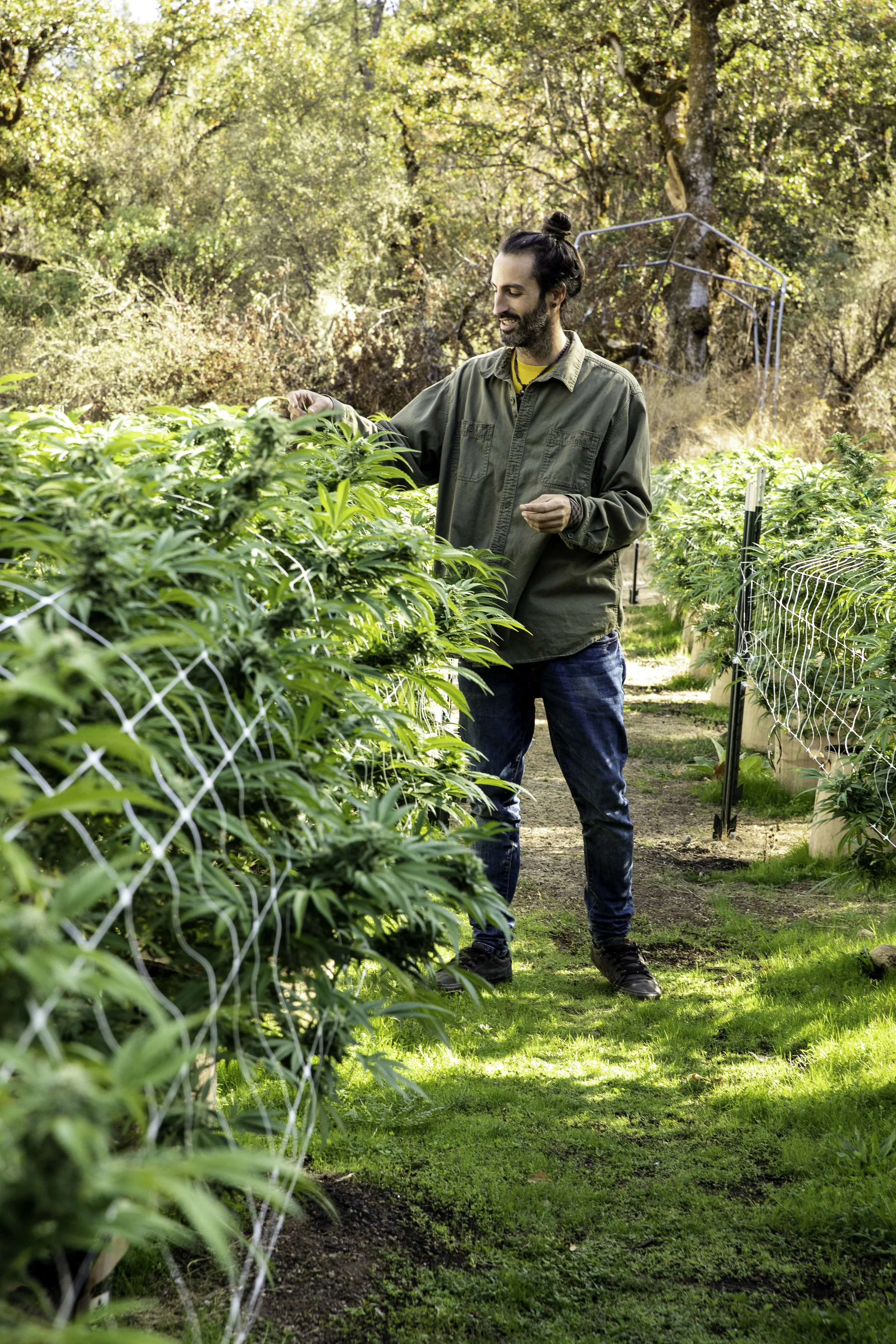 A man with a beard and long hair tied in a bun, wearing a green jacket and jeans, is tending to cannabis plants in an outdoor garden with trees and green grass.
