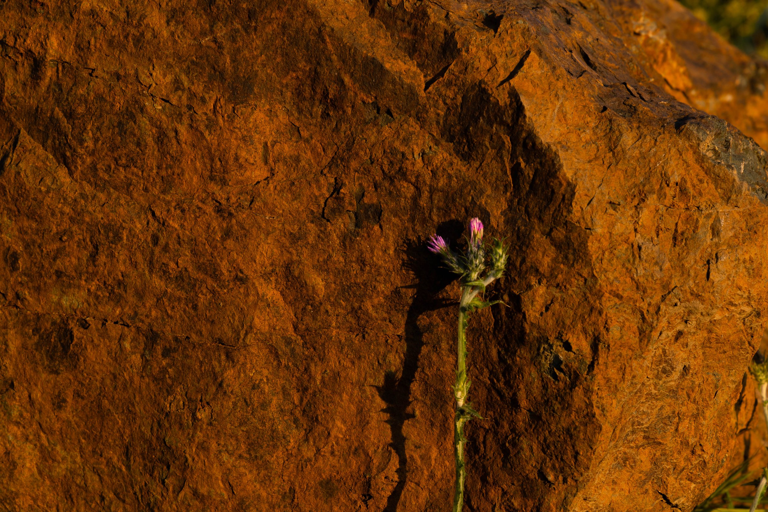 Close-up of a rusted, orange-brown metal surface with a small purple and green wildflower growing near the bottom center.