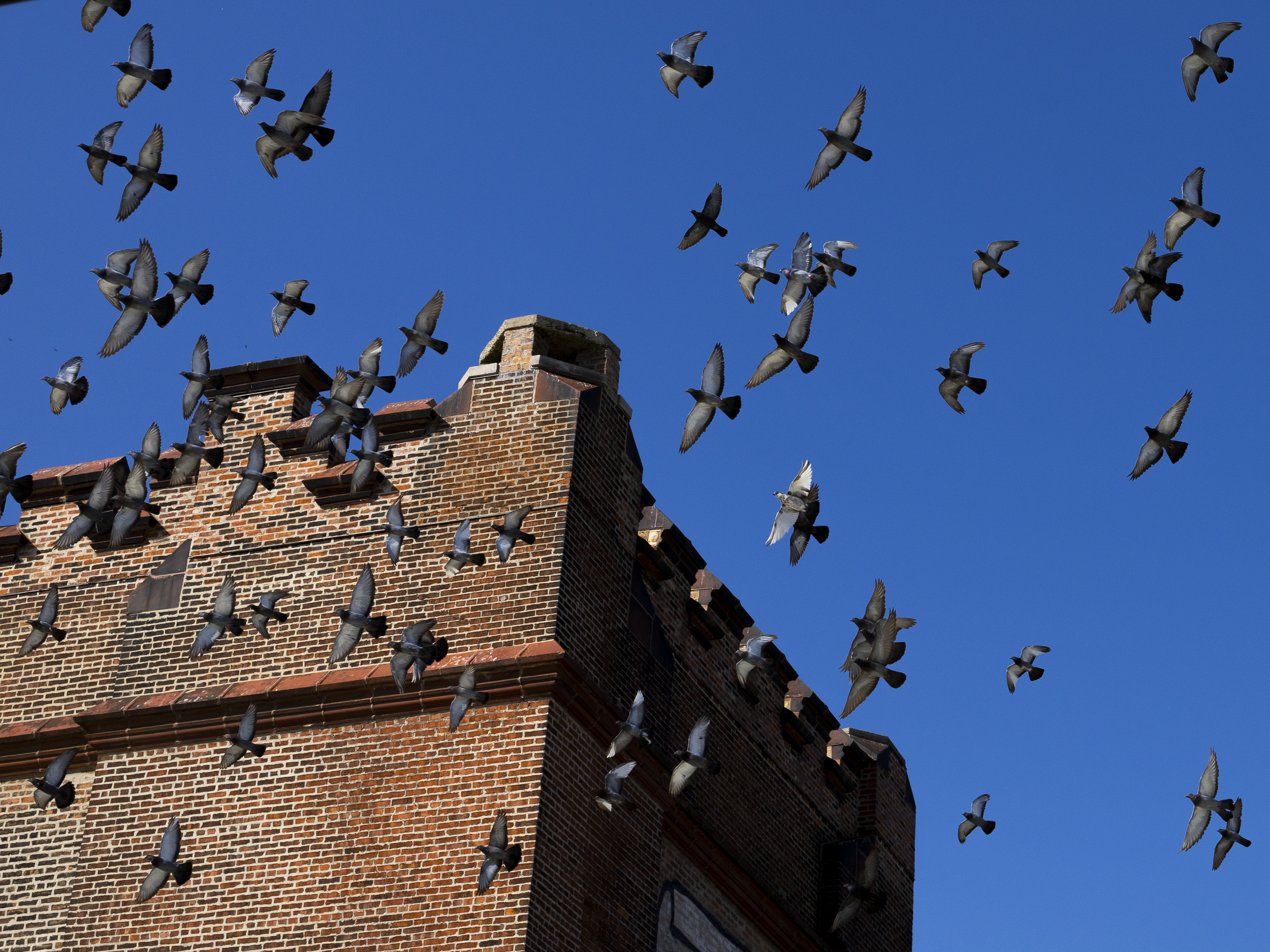 A flock of pigeons flying above a brick building with a chimney against a clear blue sky.