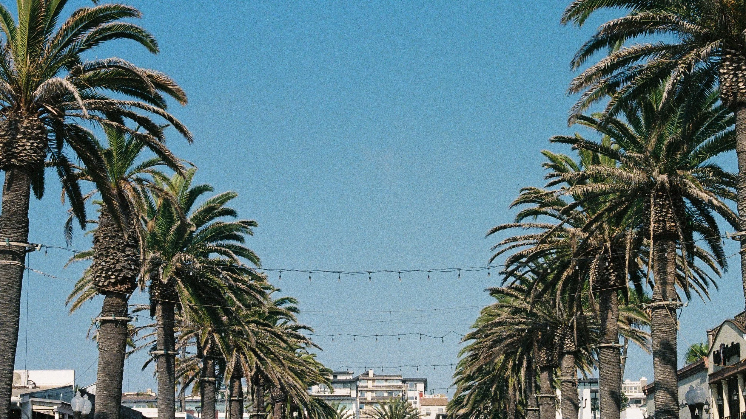 City street scene with tall palm trees lining the street under a clear blue sky.