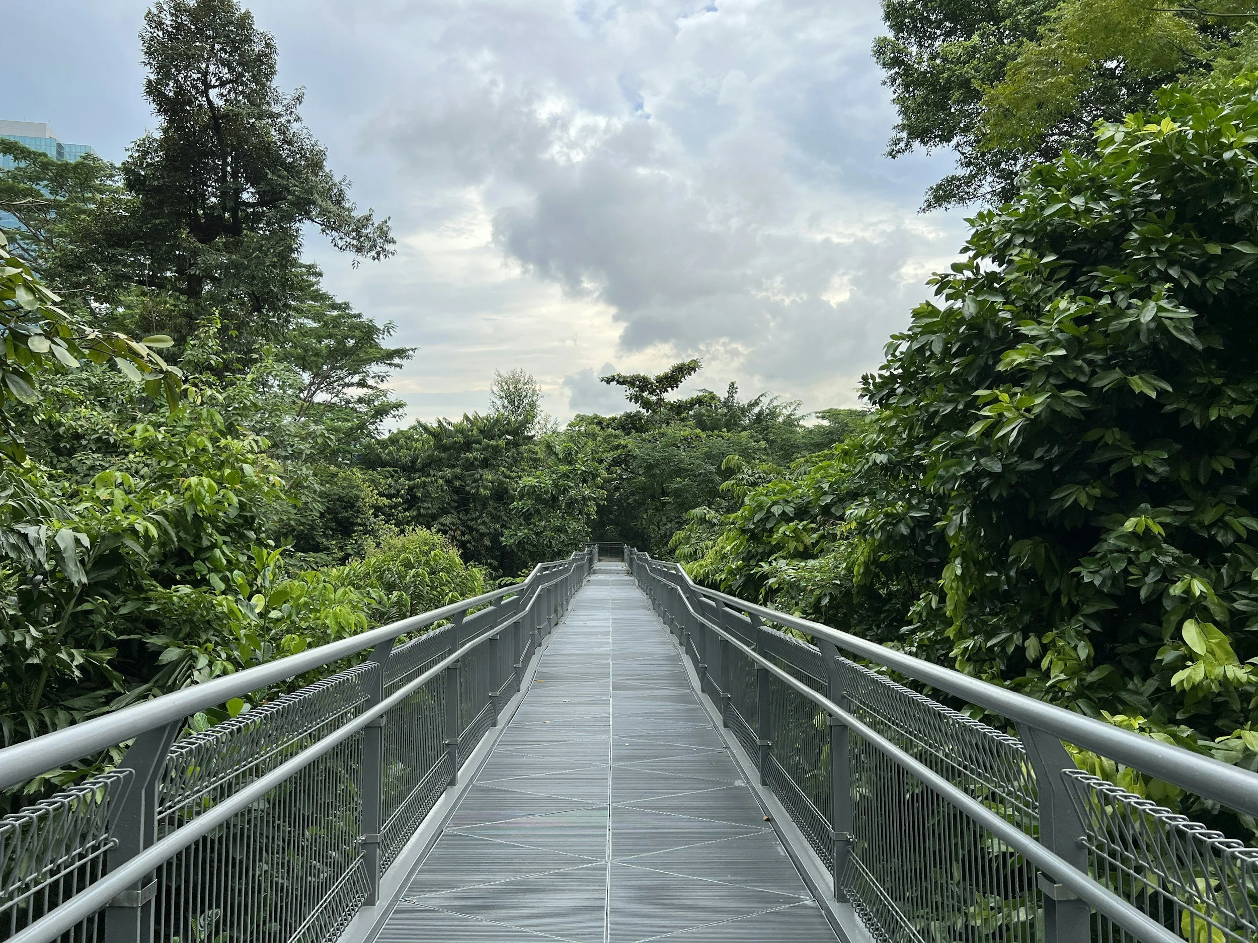 A treetop walk in Singapore