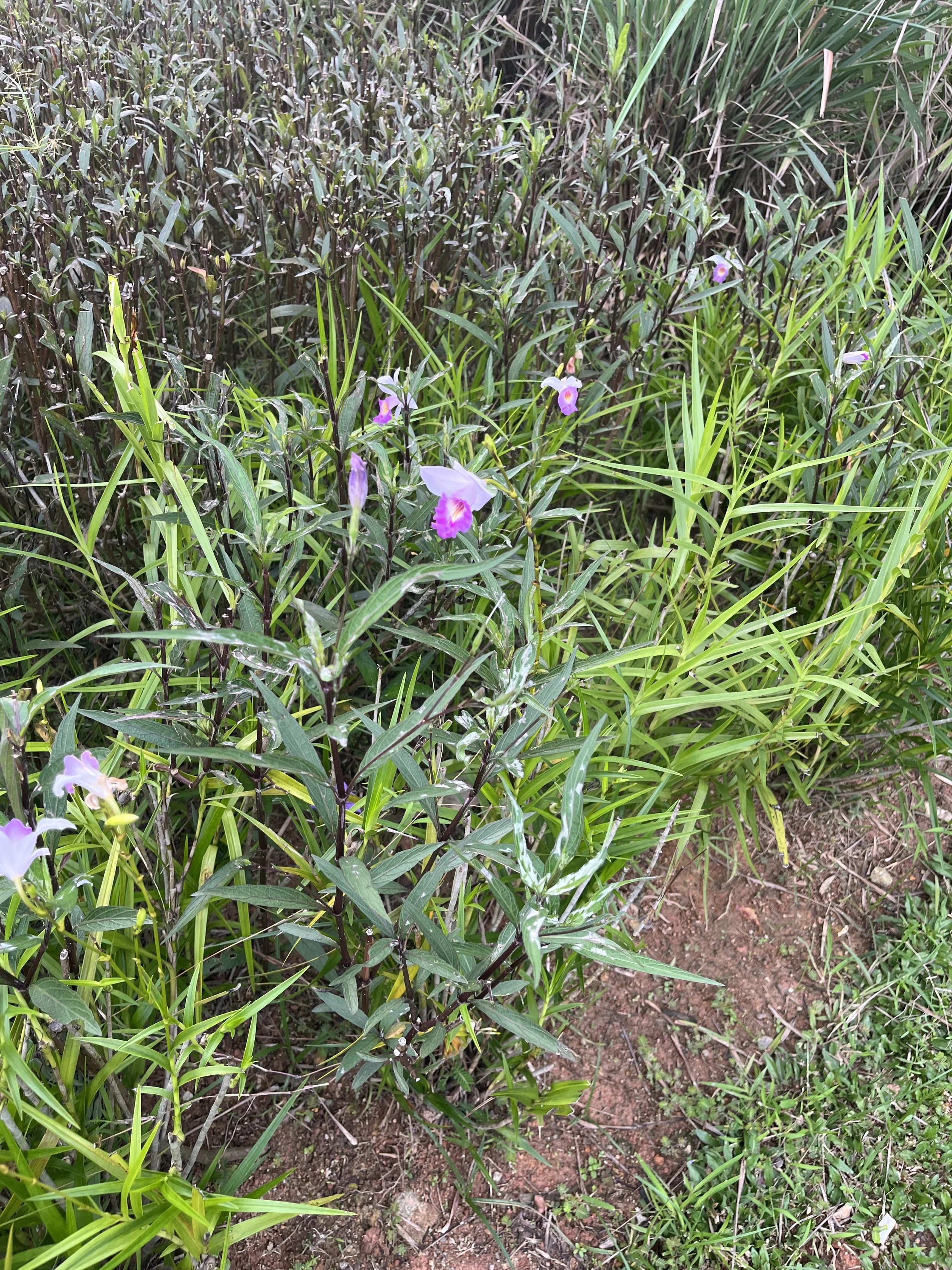 The surprising psychology of noticing plants